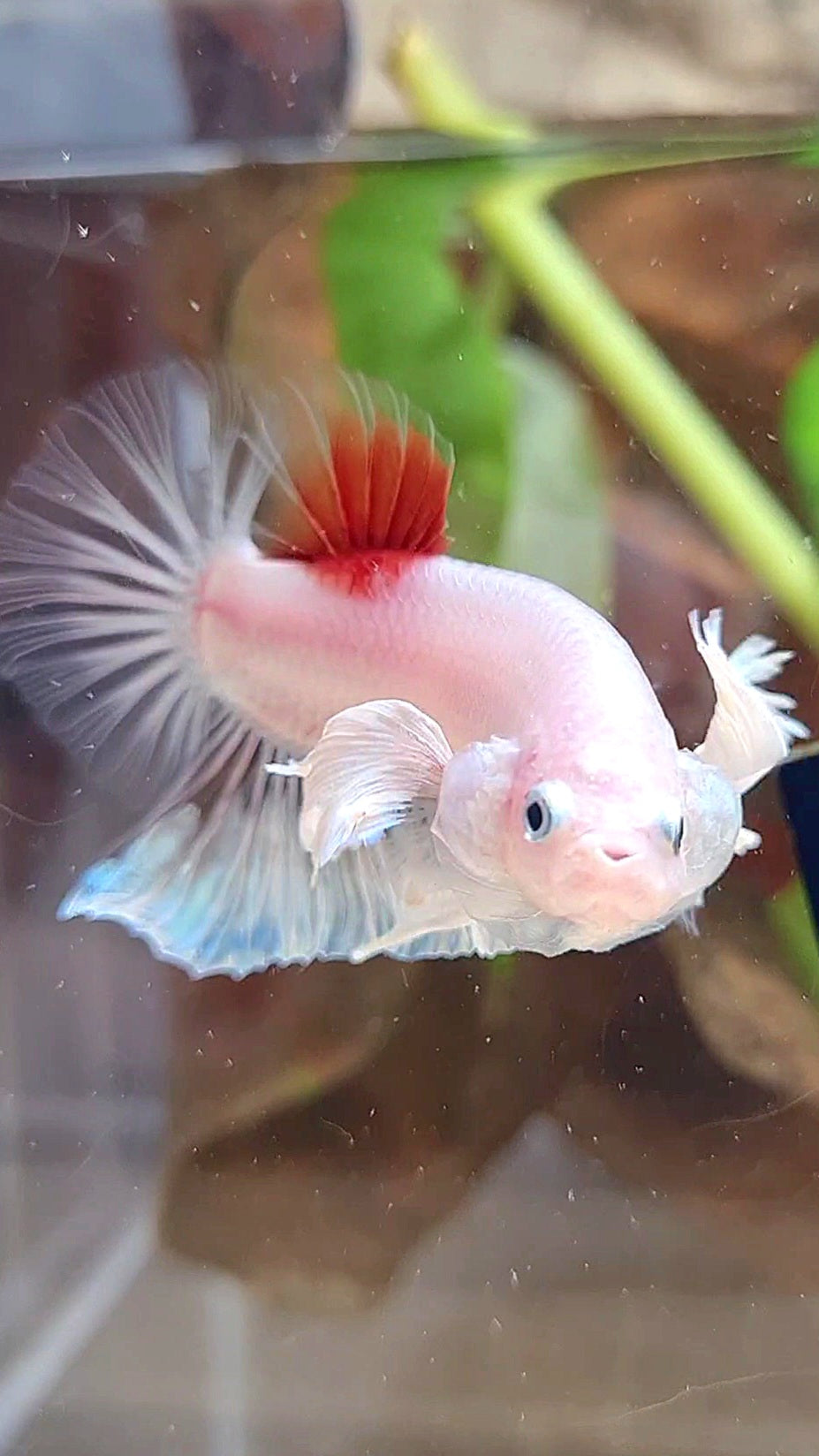 PLAKAT DUMBO EAR KOI TANCHO CELLOPHANE BETTA FISH
