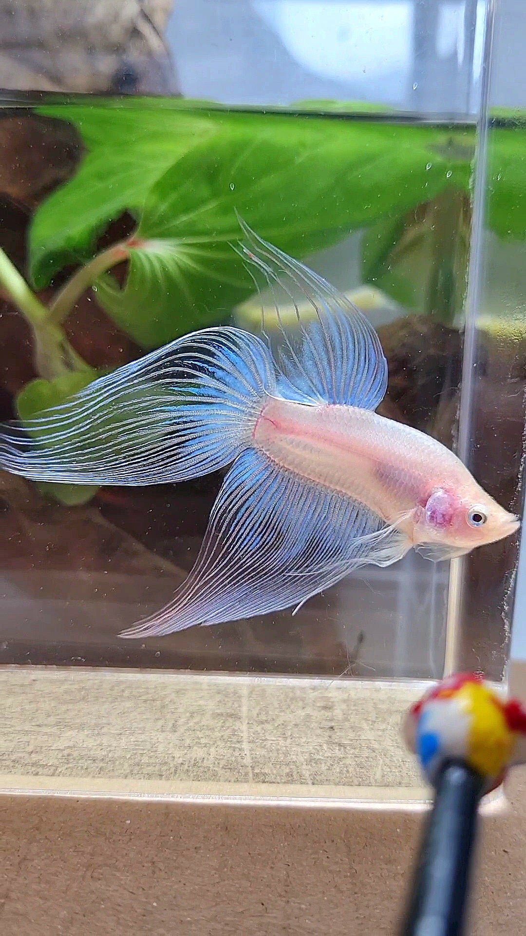 VEILTAIL CELLOPHANE TRANSPARENT BETTA FISH
