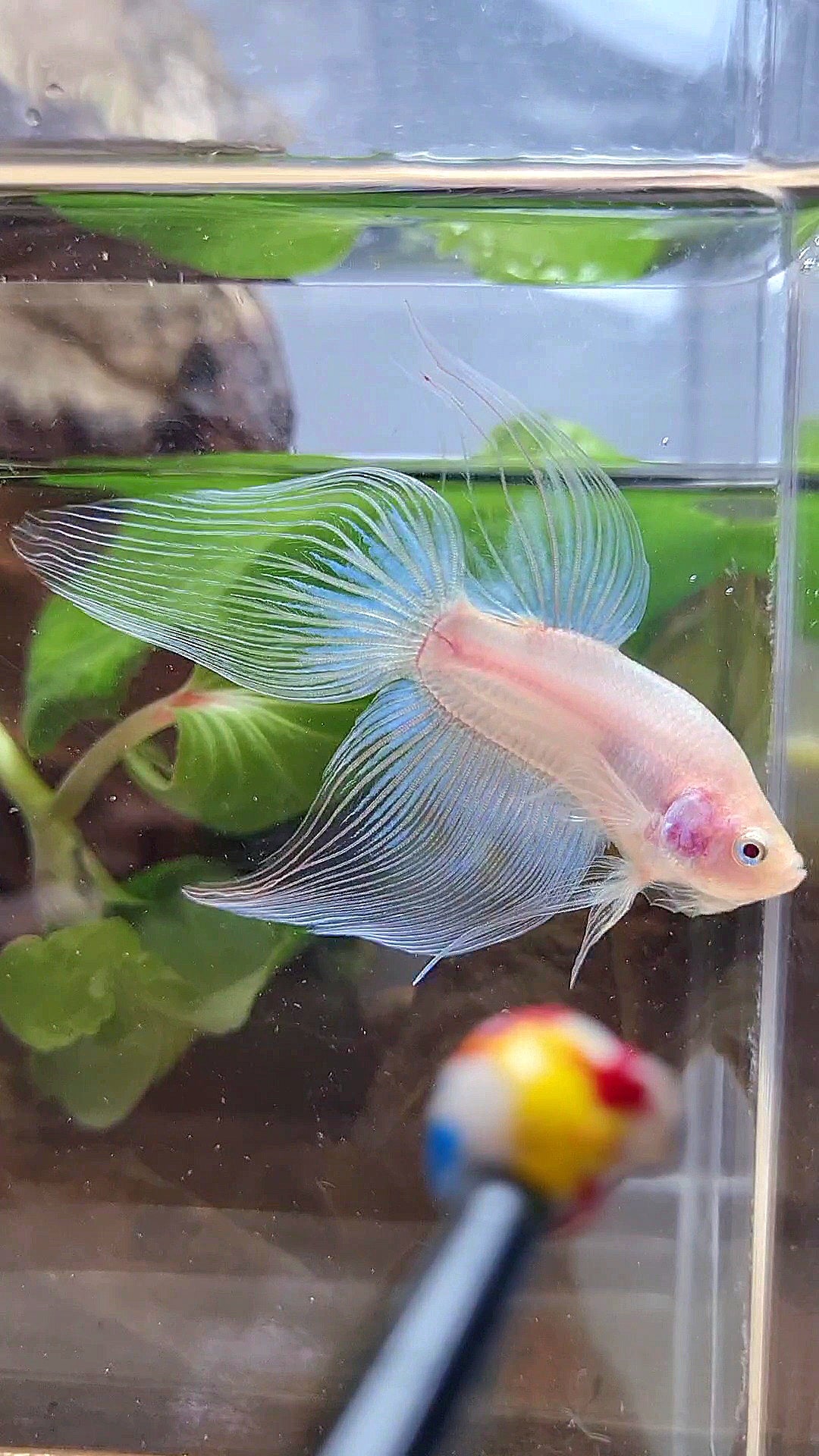 VEILTAIL CELLOPHANE TRANSPARENT BETTA FISH