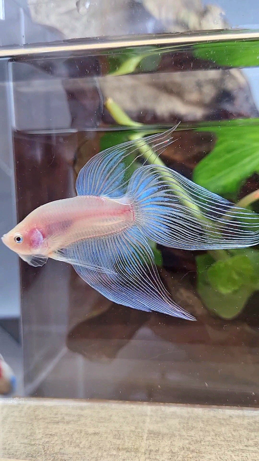 VEILTAIL CELLOPHANE TRANSPARENT BETTA FISH