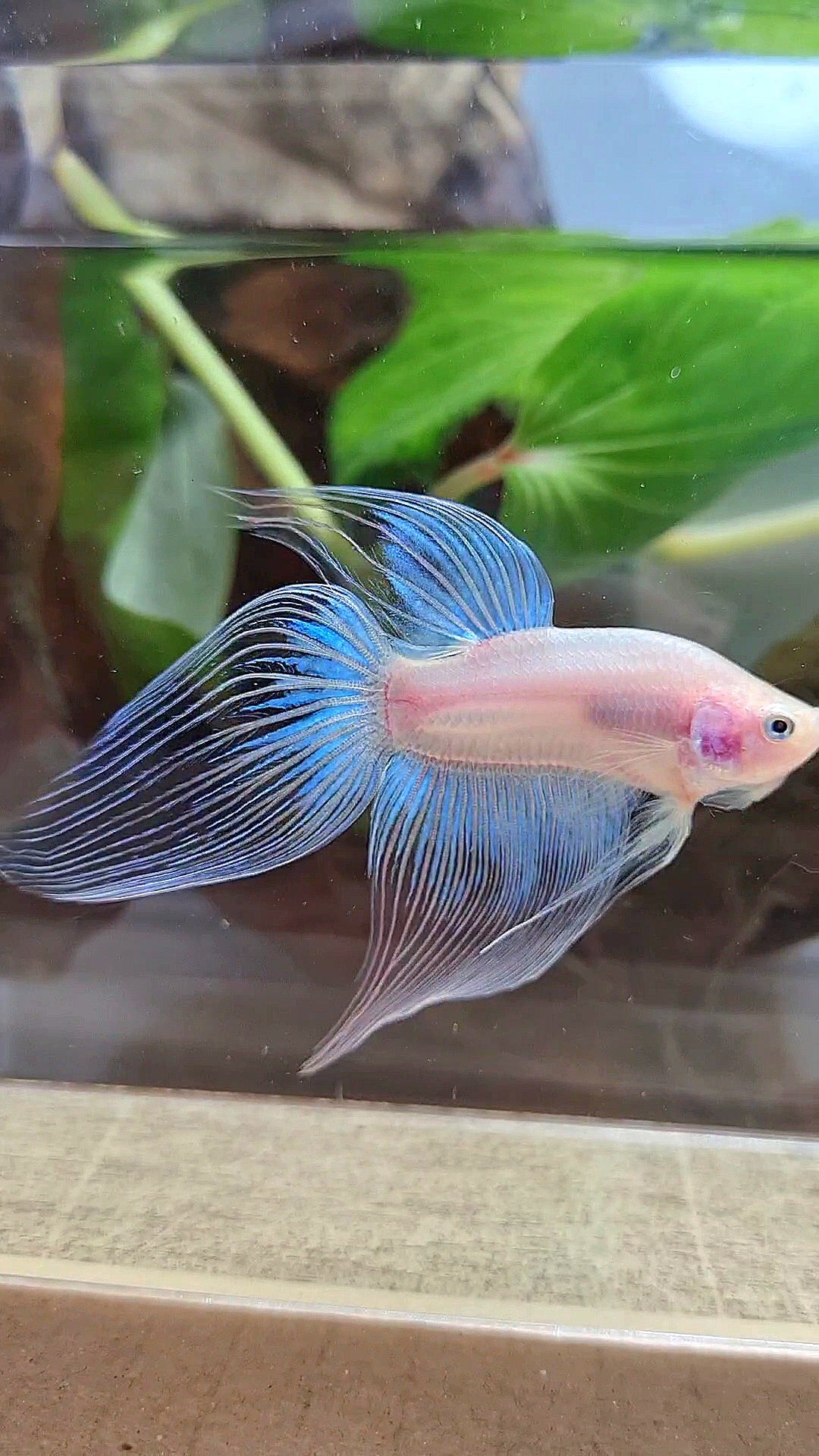 VEILTAIL CELLOPHANE TRANSPARENT BETTA FISH