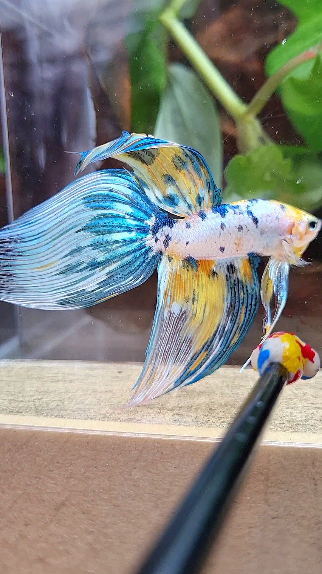 LUXURY XL VEILTAIL YELLOW FANCY MARBLE MULTICOLOR BETTA FISH