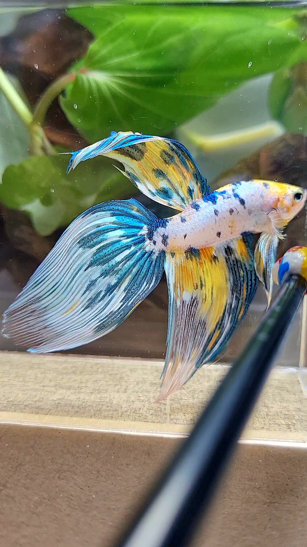 LUXURY XL VEILTAIL YELLOW FANCY MARBLE MULTICOLOR BETTA FISH