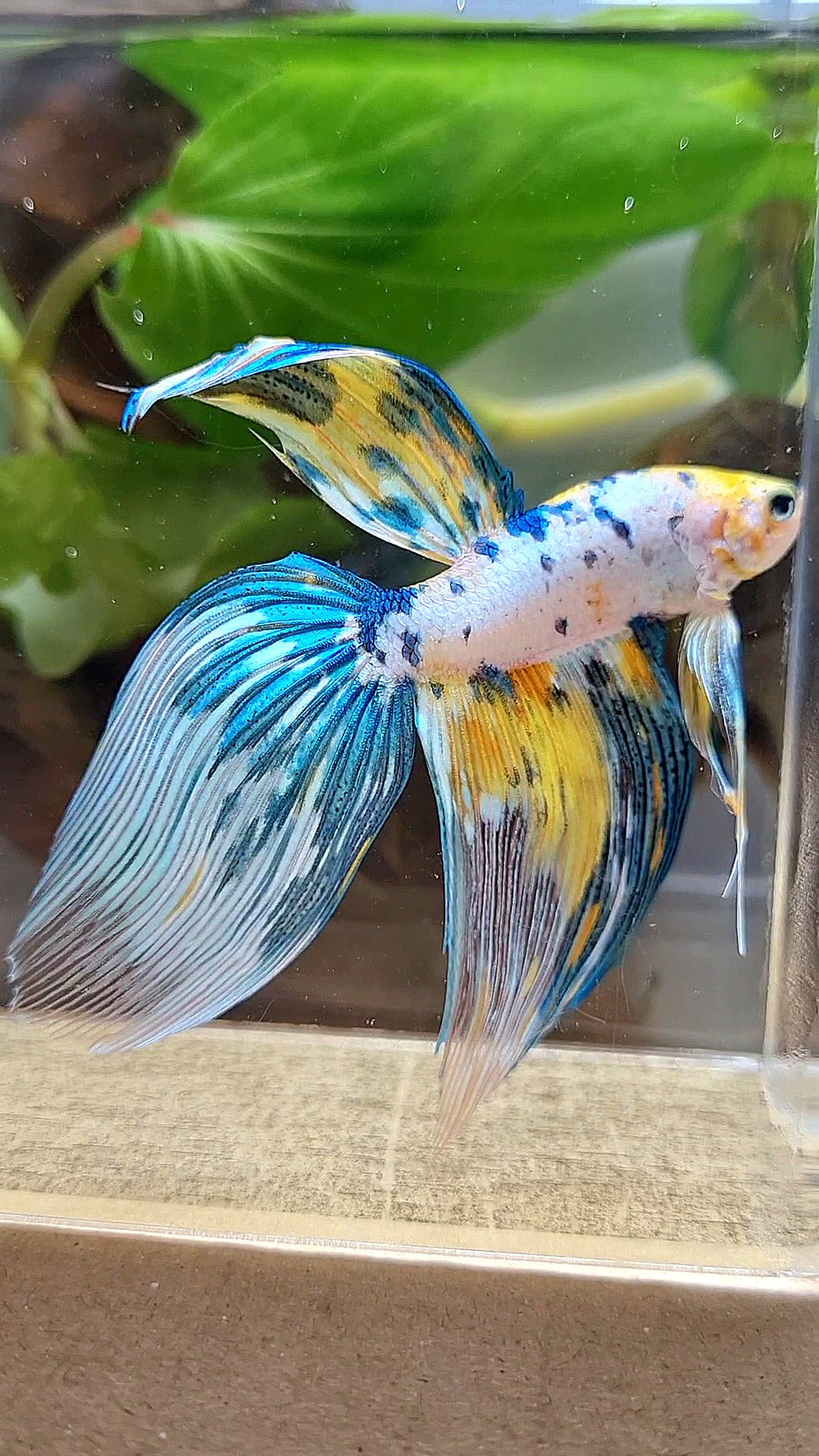 LUXURY XL VEILTAIL YELLOW FANCY MARBLE MULTICOLOR BETTA FISH