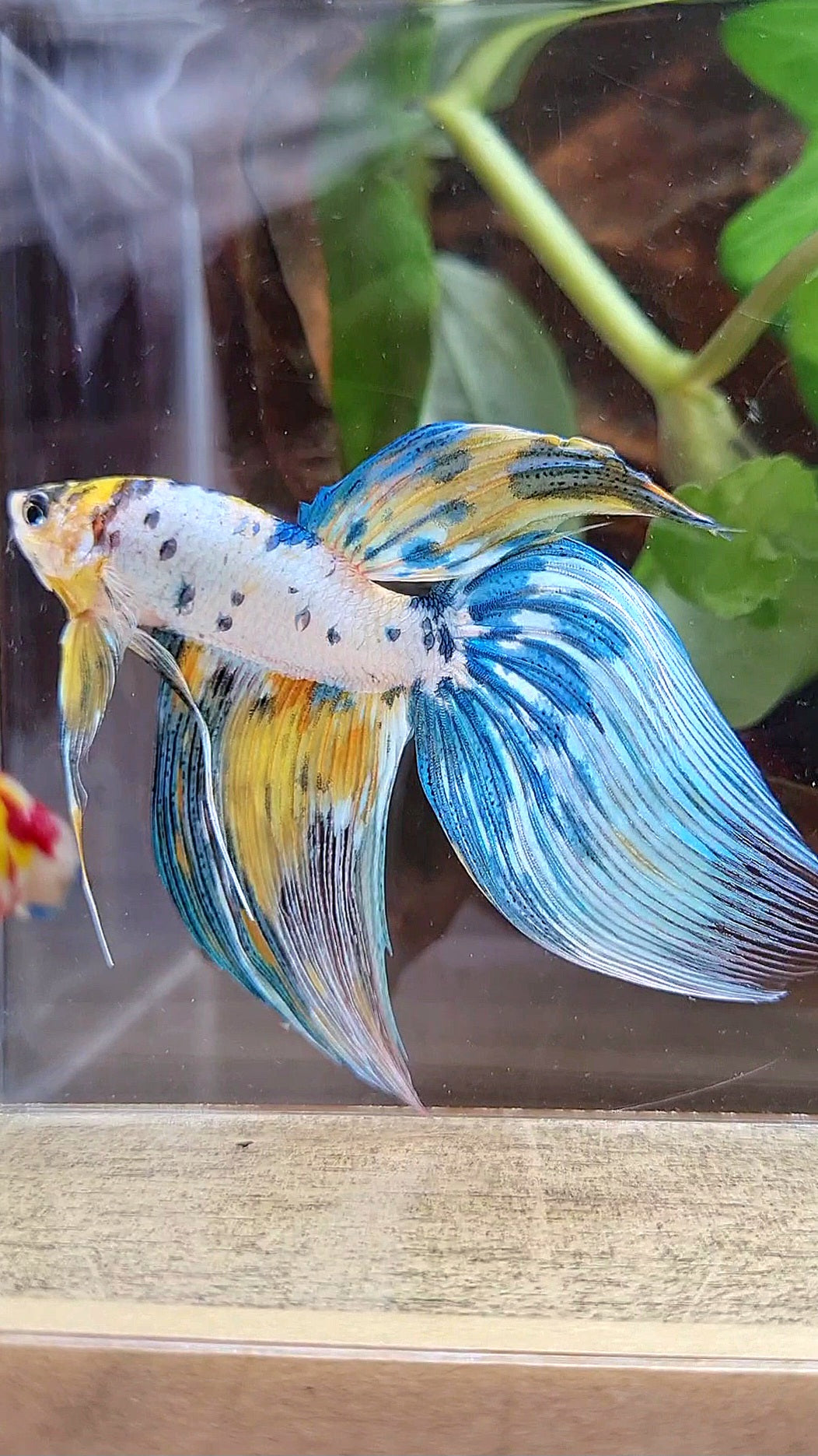 LUXURY XL VEILTAIL YELLOW FANCY MARBLE MULTICOLOR BETTA FISH