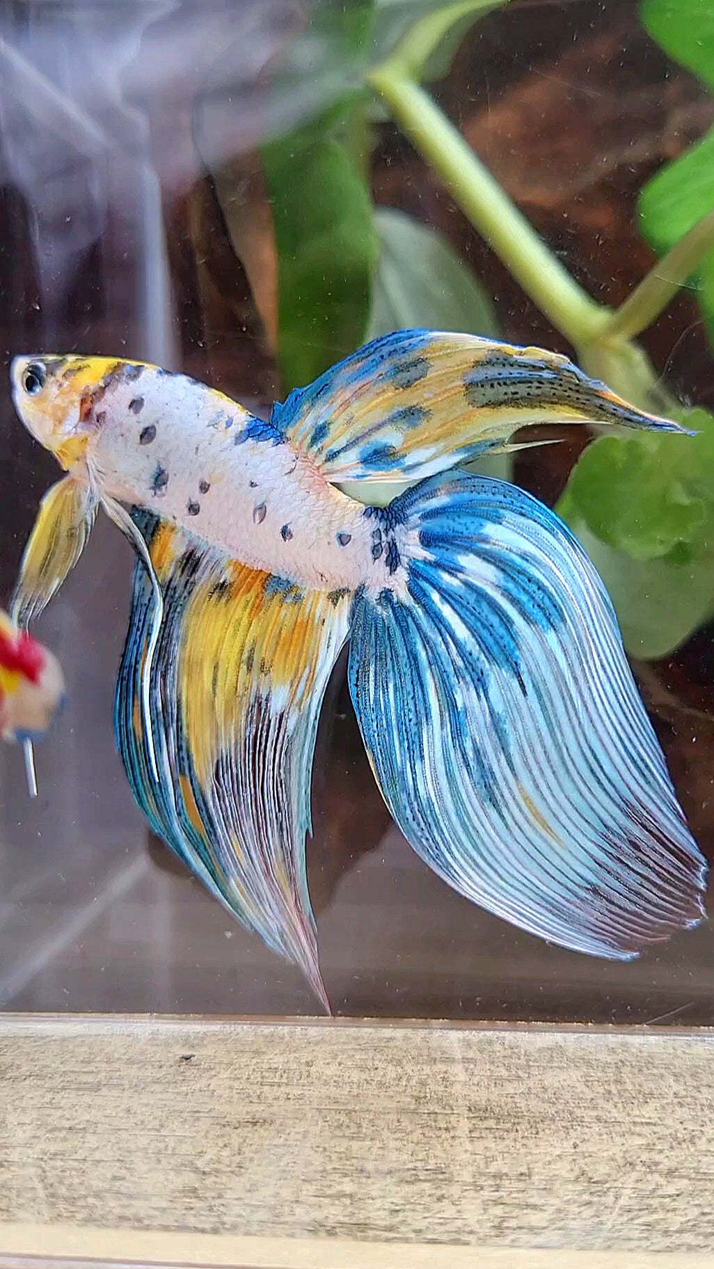 LUXURY XL VEILTAIL YELLOW FANCY MARBLE MULTICOLOR BETTA FISH