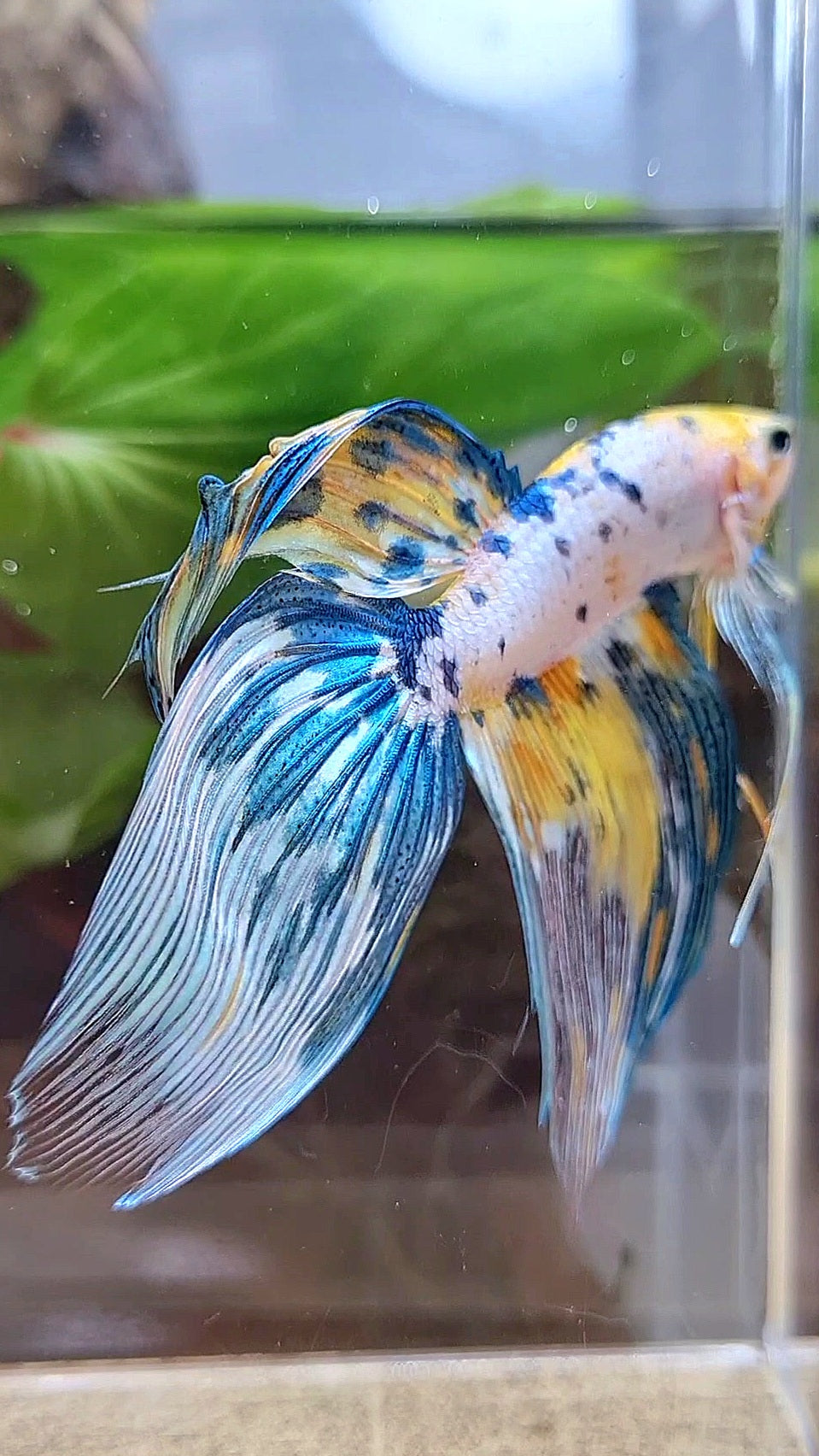 LUXURY XL VEILTAIL YELLOW FANCY MARBLE MULTICOLOR BETTA FISH