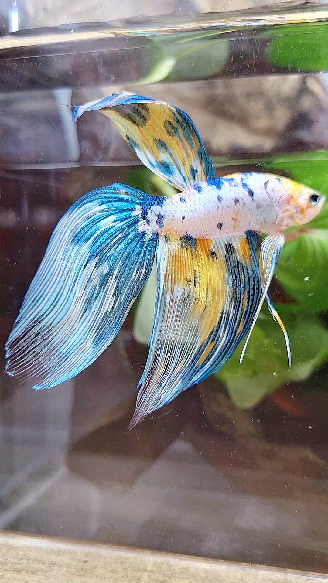 LUXURY XL VEILTAIL YELLOW FANCY MARBLE MULTICOLOR BETTA FISH