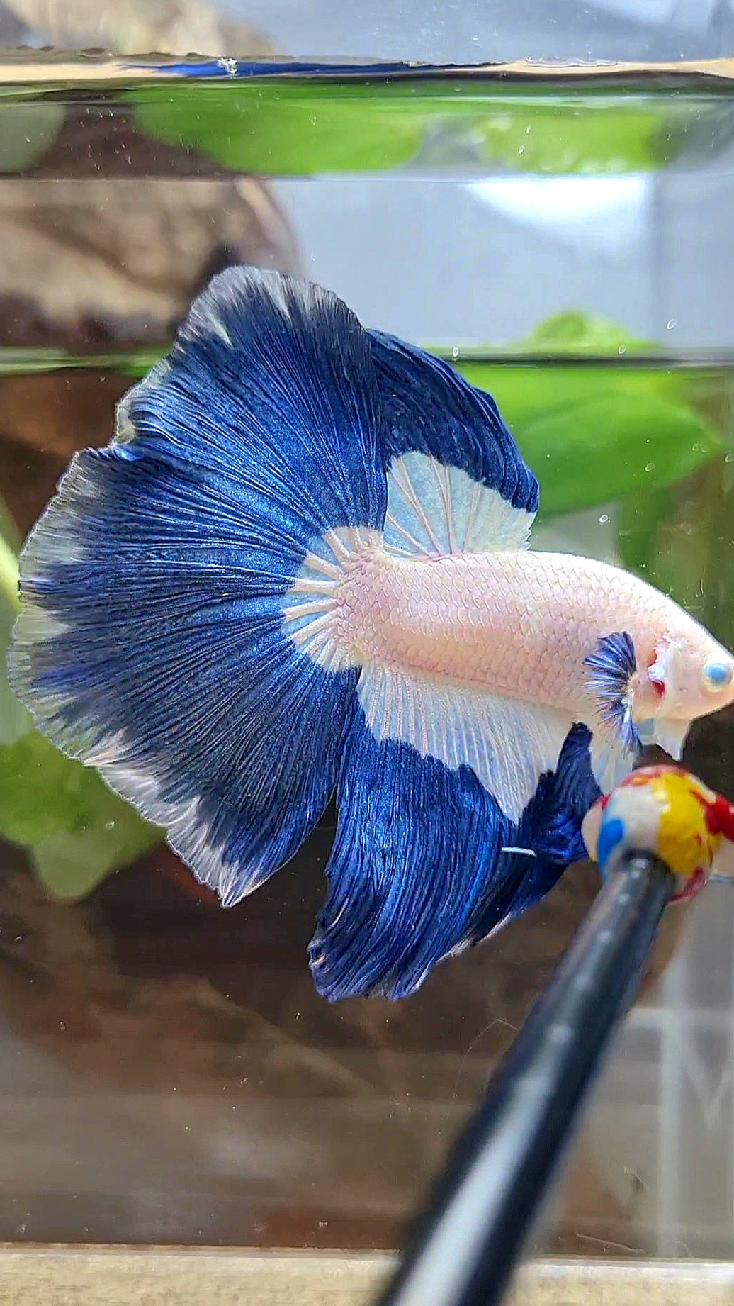 HALFMOON ROSETAIL BLUE RIM PATTERN BETTA FISH