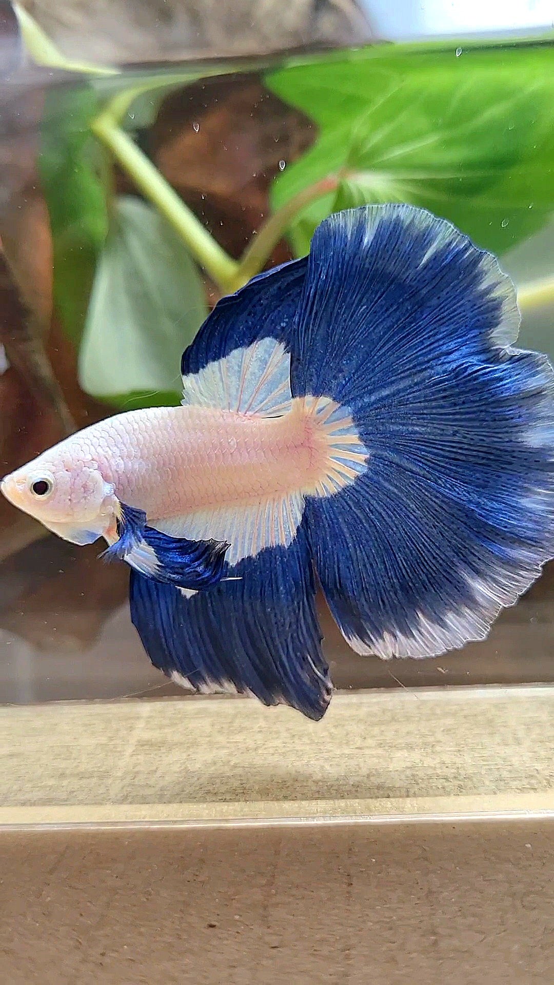 HALFMOON ROSETAIL BLUE RIM PATTERN BETTA FISH