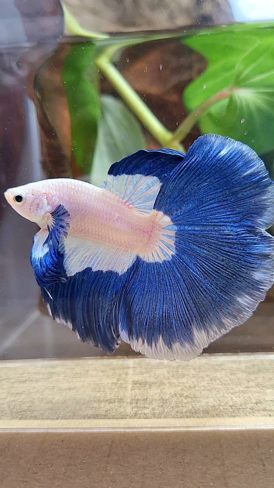 HALFMOON ROSETAIL BLUE RIM PATTERN BETTA FISH