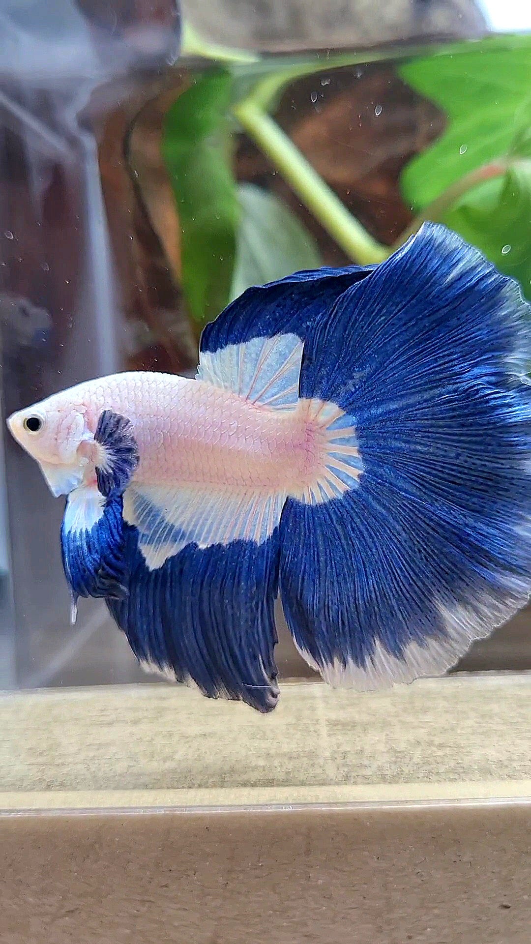 HALFMOON ROSETAIL BLUE RIM PATTERN BETTA FISH