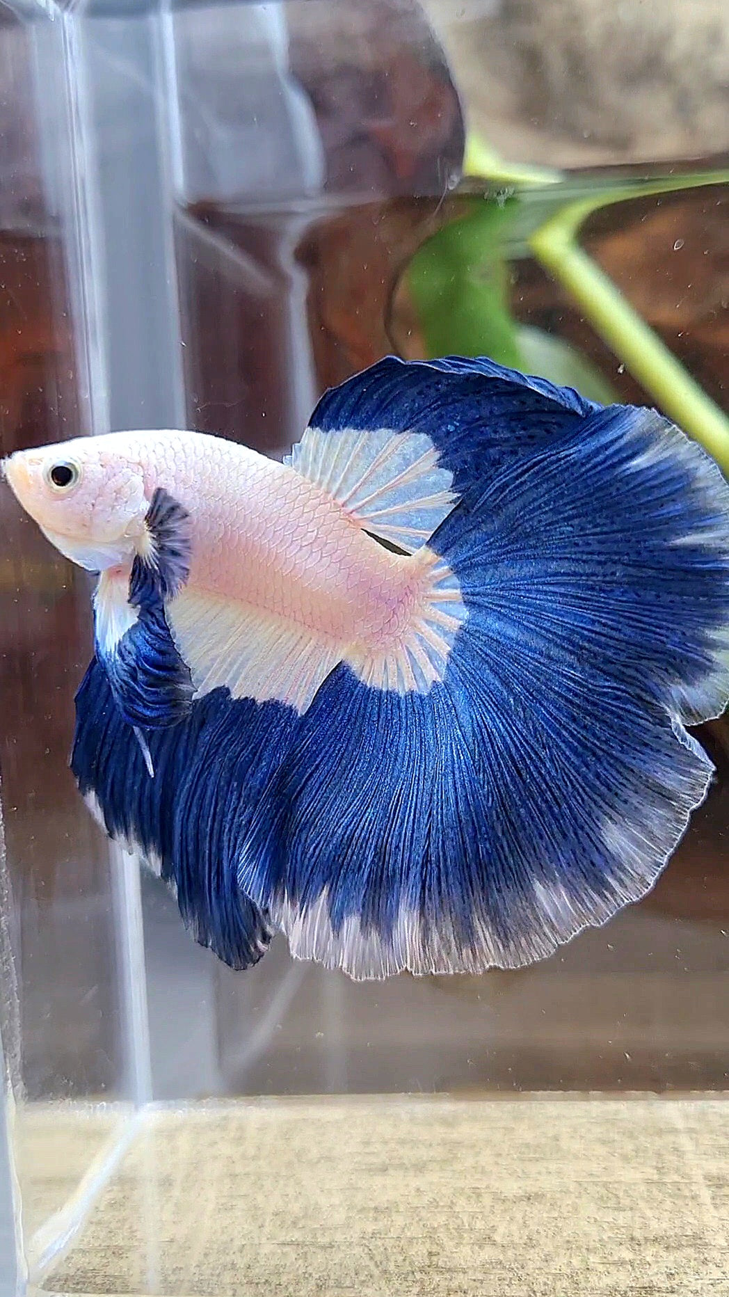 HALFMOON ROSETAIL BLUE RIM PATTERN BETTA FISH