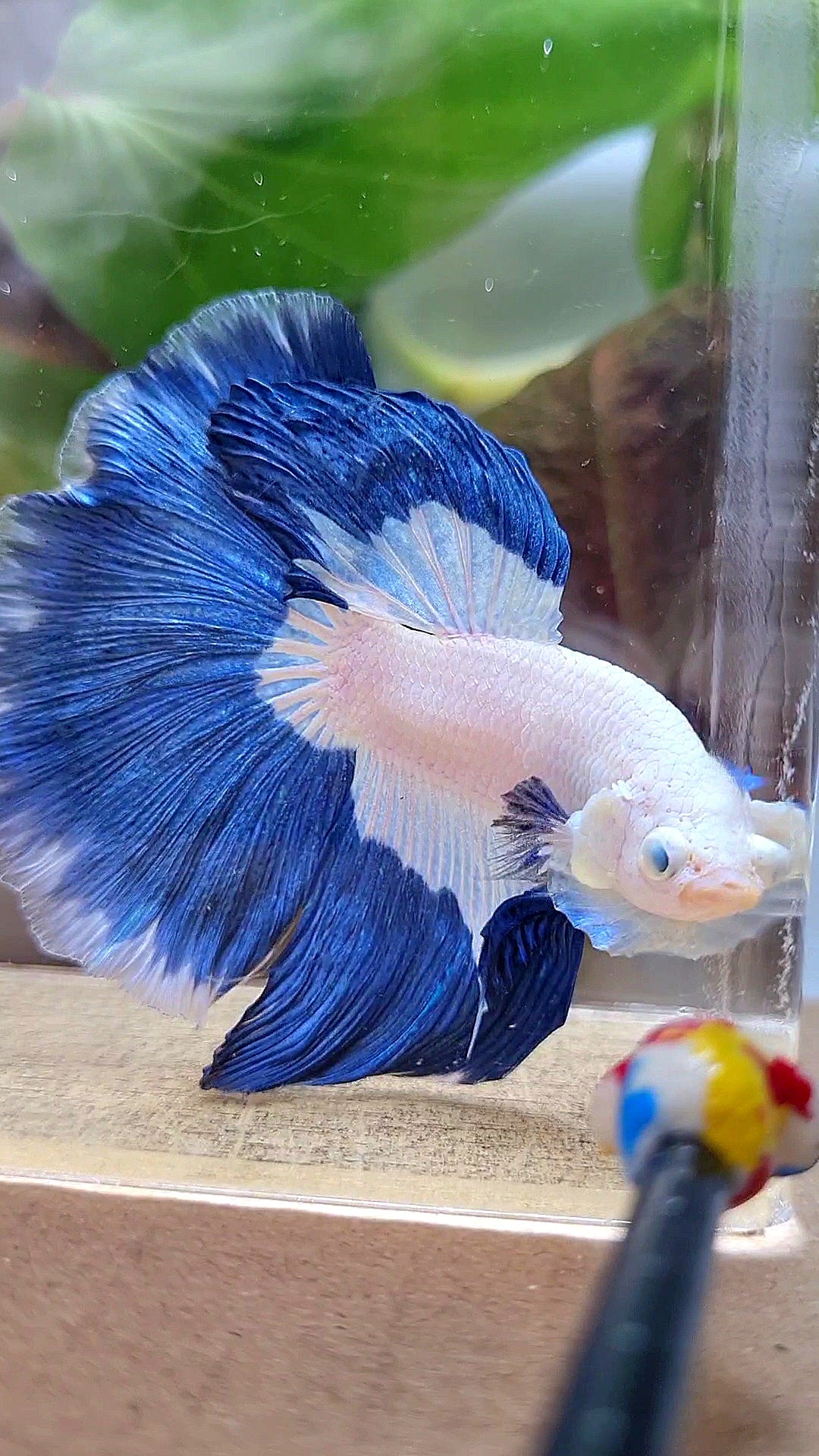HALFMOON ROSETAIL BLUE RIM PATTERN BETTA FISH
