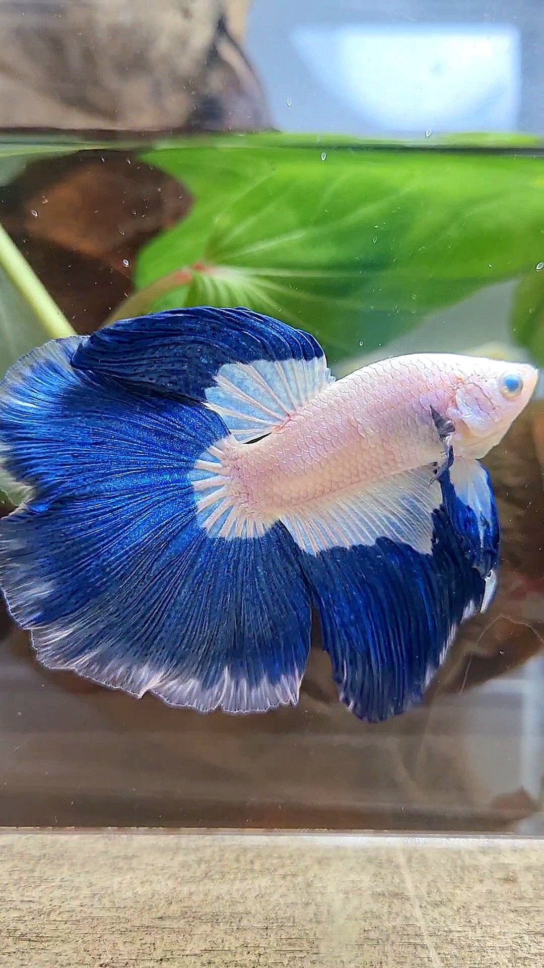 HALFMOON ROSETAIL BLUE RIM PATTERN BETTA FISH