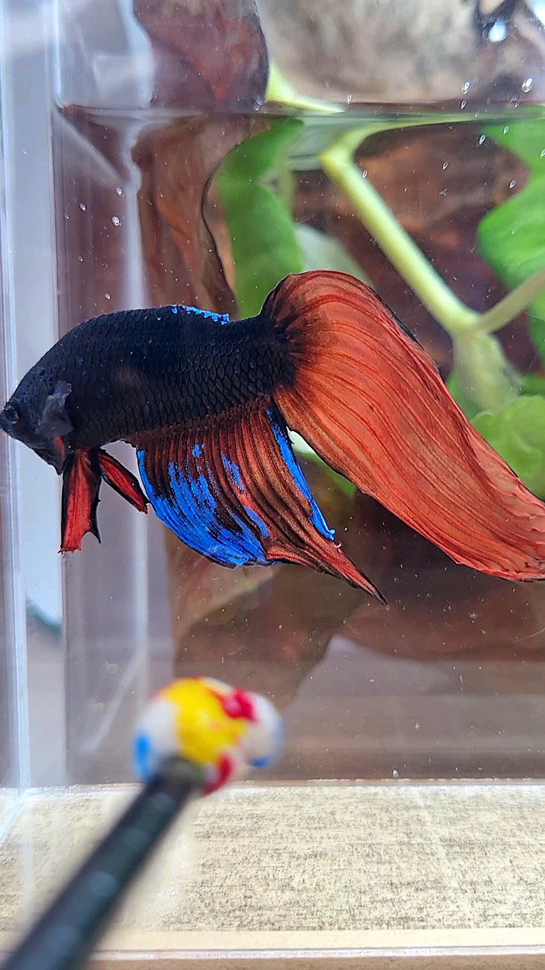 UNIQUE VEILTAIL BONSAI NO DORSAL BLACK ORANGE AVATAR BETTA FISH
