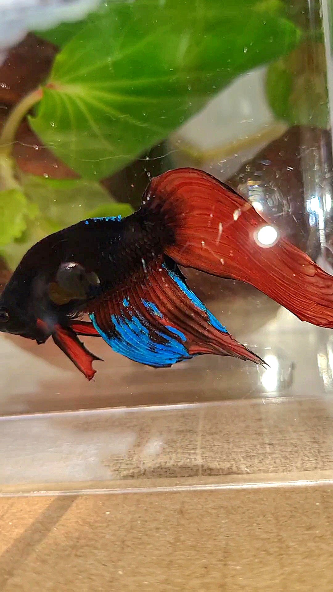 UNIQUE VEILTAIL BONSAI NO DORSAL BLACK ORANGE AVATAR BETTA FISH
