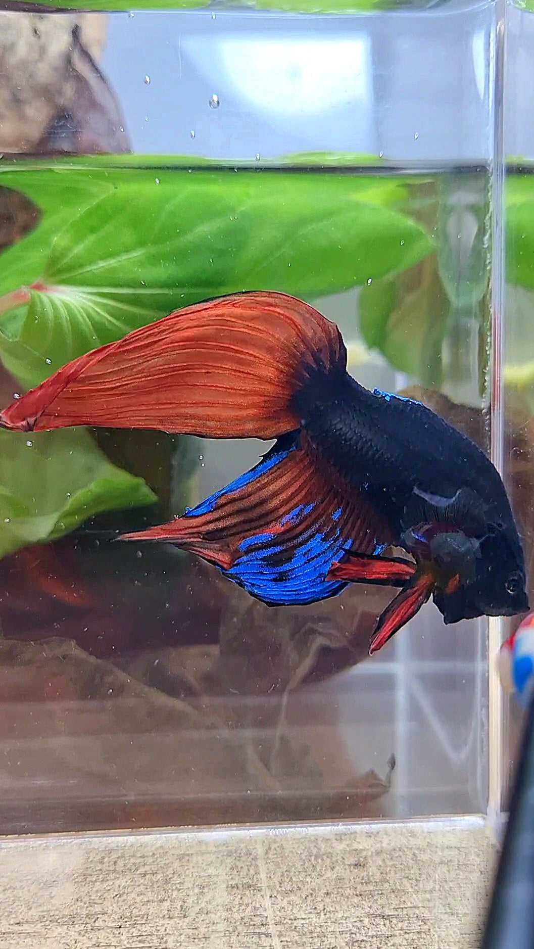UNIQUE VEILTAIL BONSAI NO DORSAL BLACK ORANGE AVATAR BETTA FISH