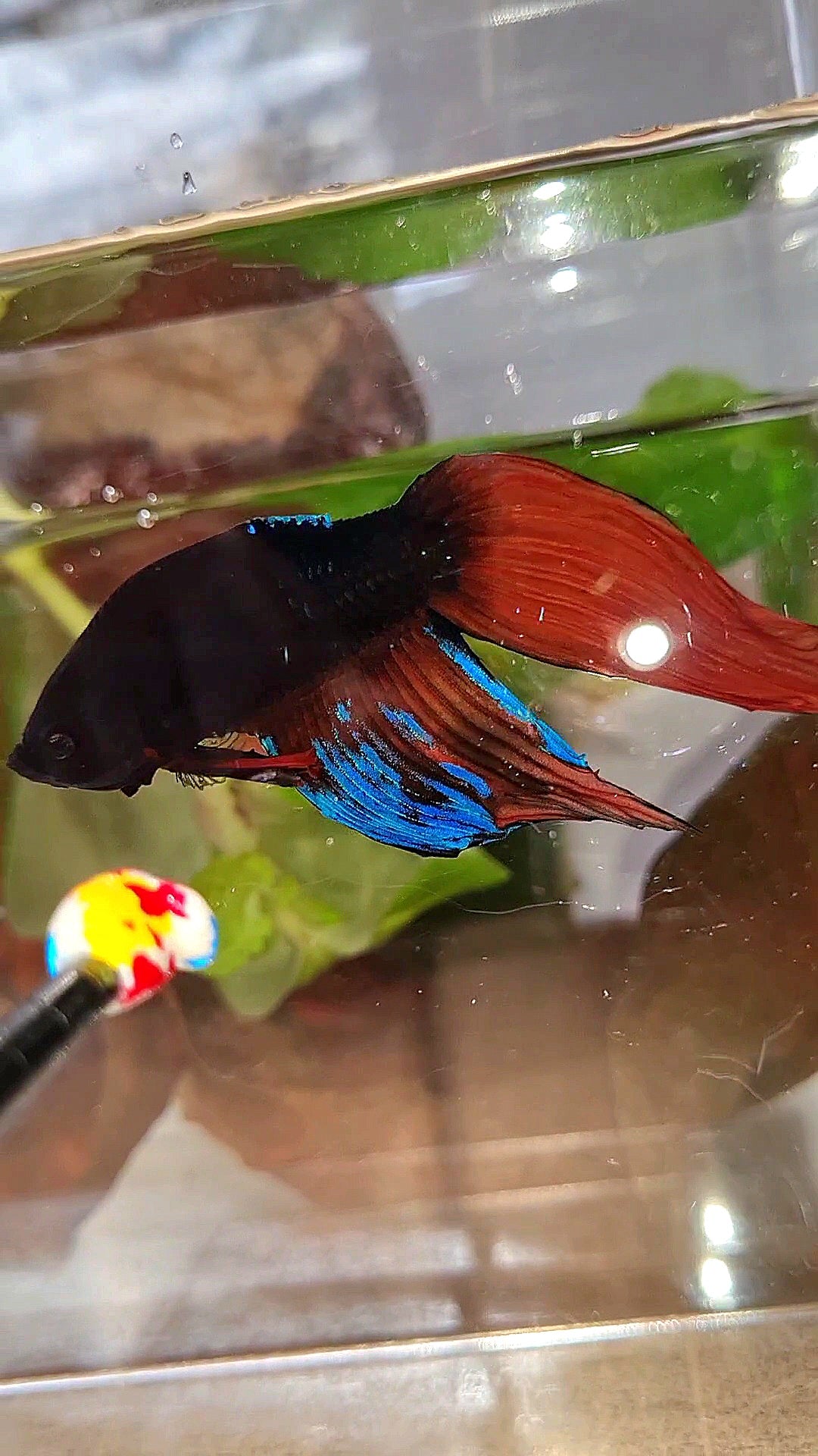 UNIQUE VEILTAIL BONSAI NO DORSAL BLACK ORANGE AVATAR BETTA FISH