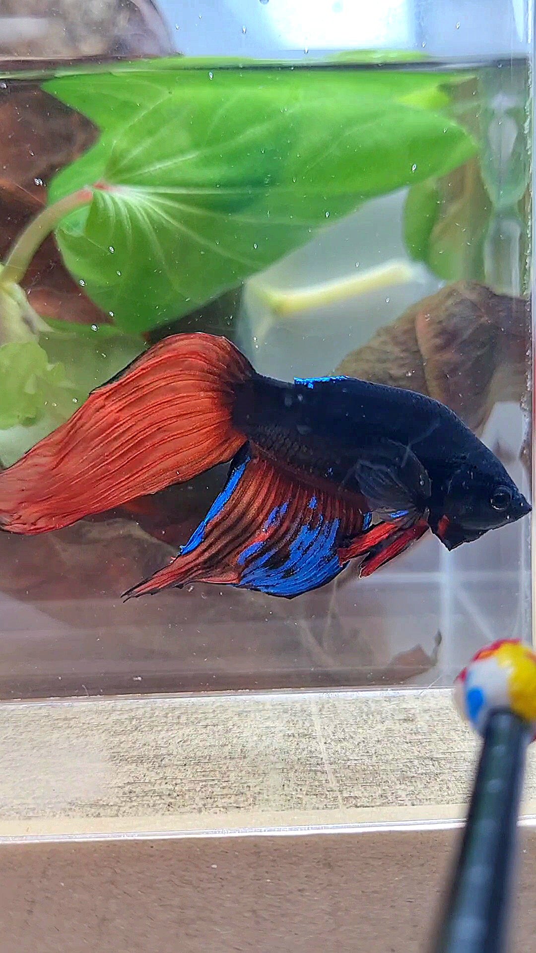 UNIQUE VEILTAIL BONSAI NO DORSAL BLACK ORANGE AVATAR BETTA FISH
