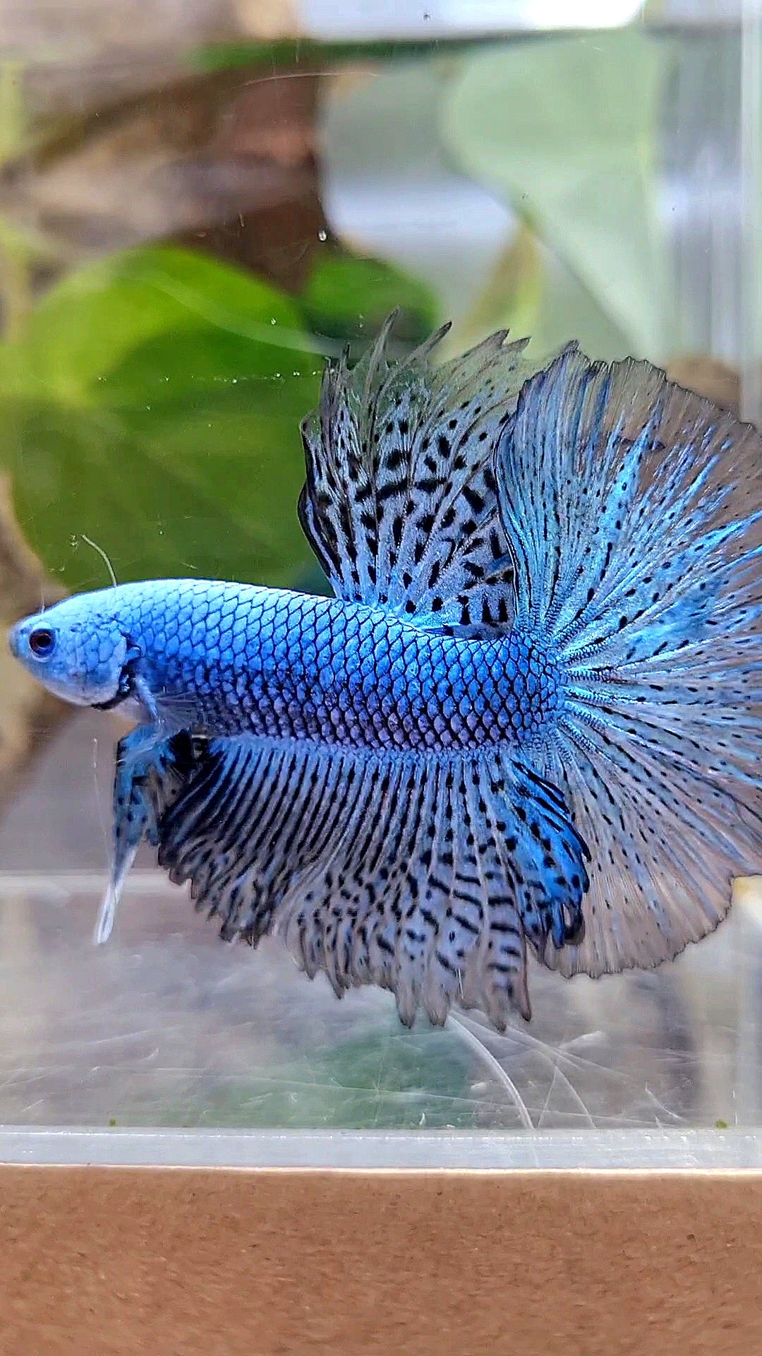 LUXURY HALFMOON ROSETAIL ALIEN BLUE HYBRID WILD BETTA FISH