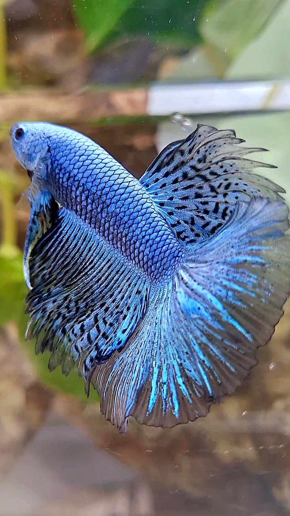 LUXURY HALFMOON ROSETAIL ALIEN BLUE HYBRID WILD BETTA FISH