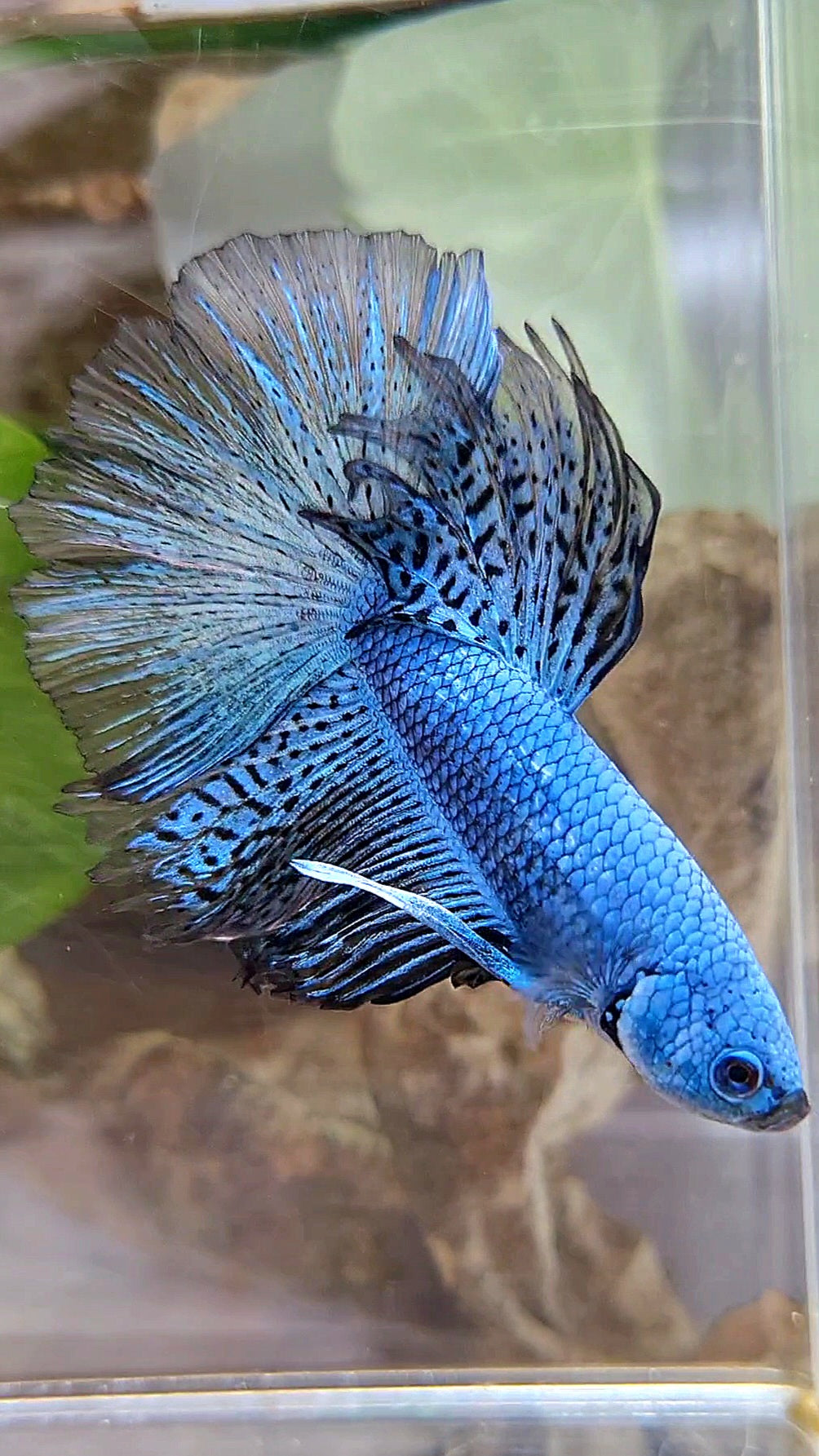LUXURY HALFMOON ROSETAIL ALIEN BLUE HYBRID WILD BETTA FISH