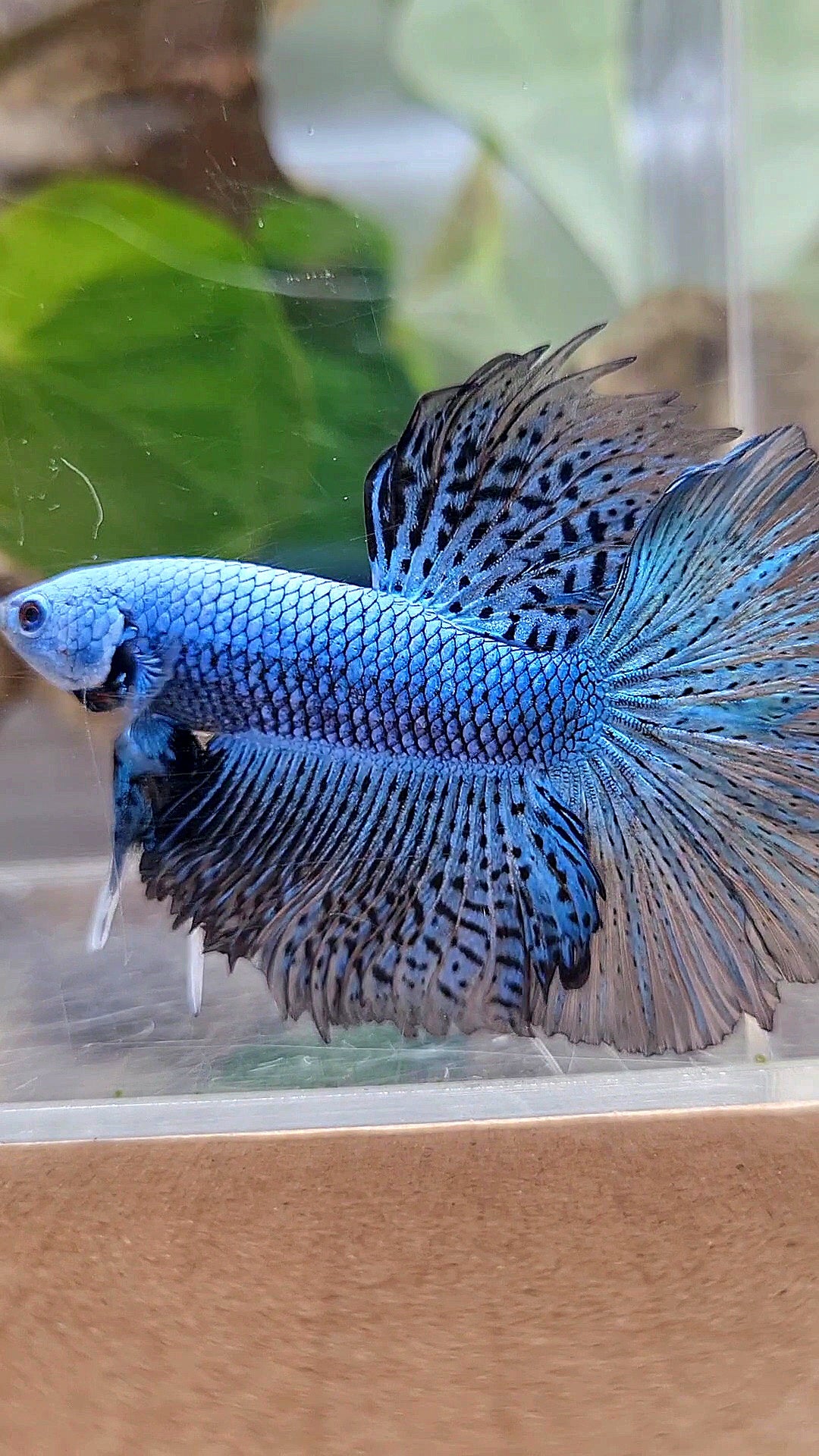 LUXURY HALFMOON ROSETAIL ALIEN BLUE HYBRID WILD BETTA FISH