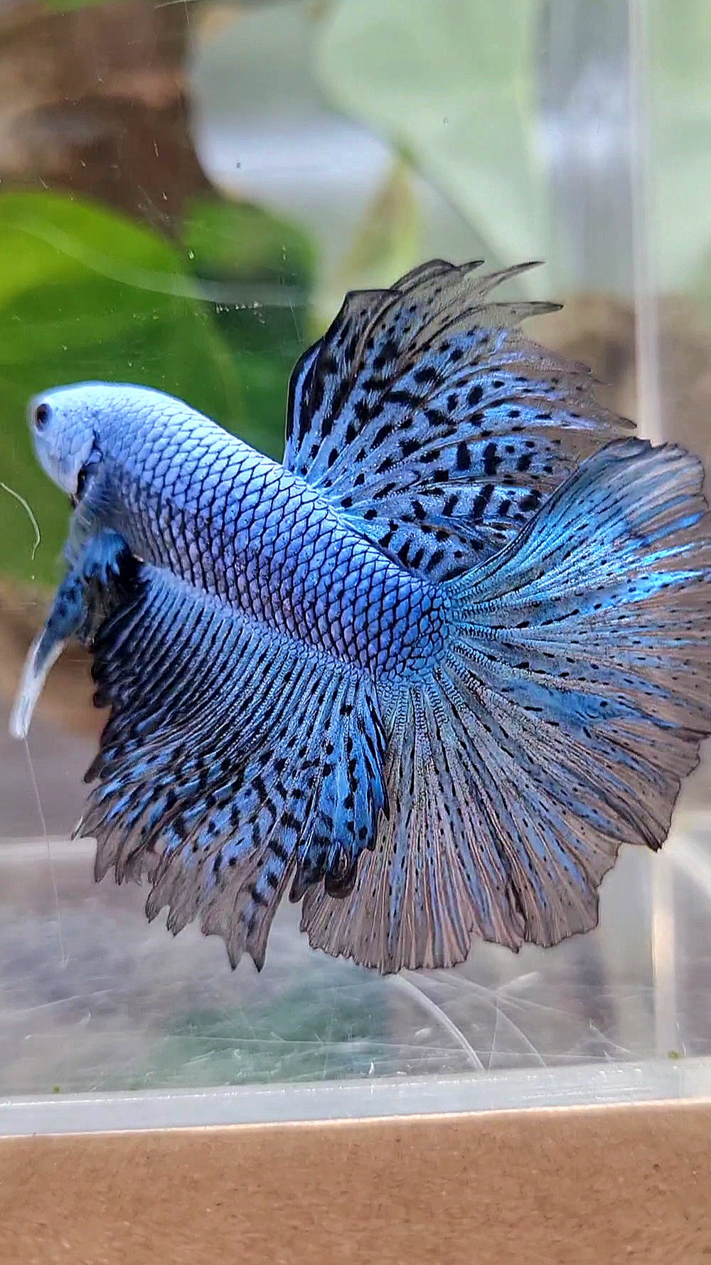 LUXURY HALFMOON ROSETAIL ALIEN BLUE HYBRID WILD BETTA FISH