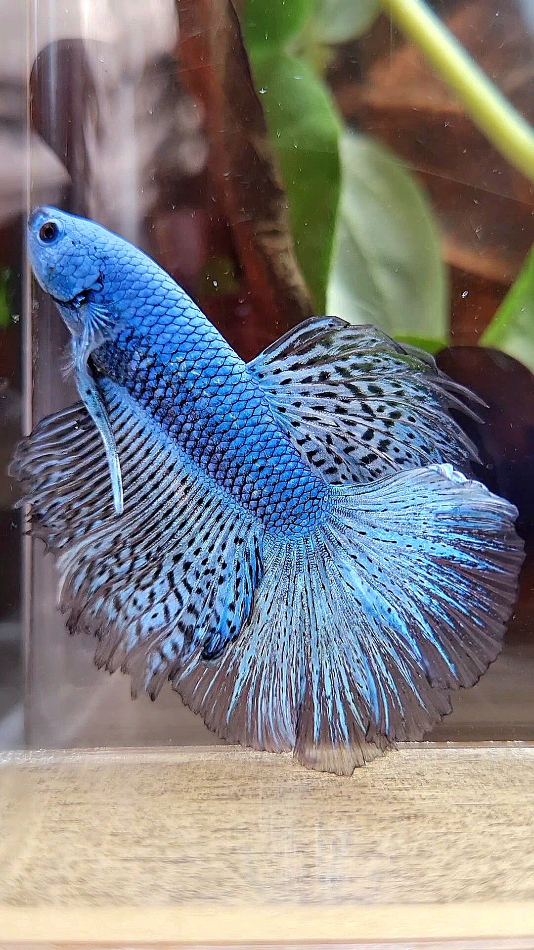 LUXURY HALFMOON ROSETAIL ALIEN BLUE HYBRID WILD BETTA FISH