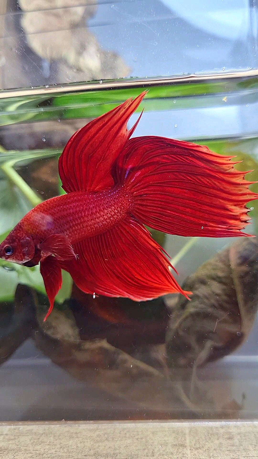 VEILTAIL CROWNTAIL SUPER RED BETTA FISH