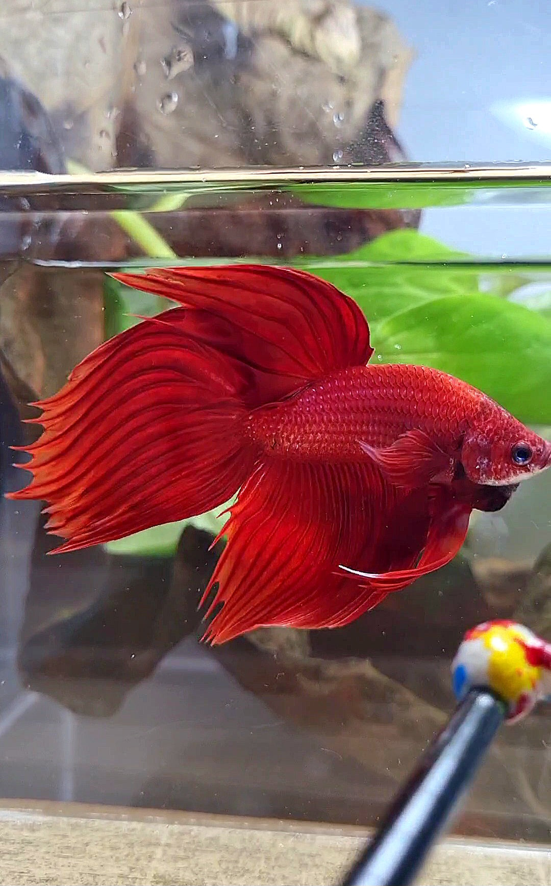 VEILTAIL CROWNTAIL SUPER RED BETTA FISH