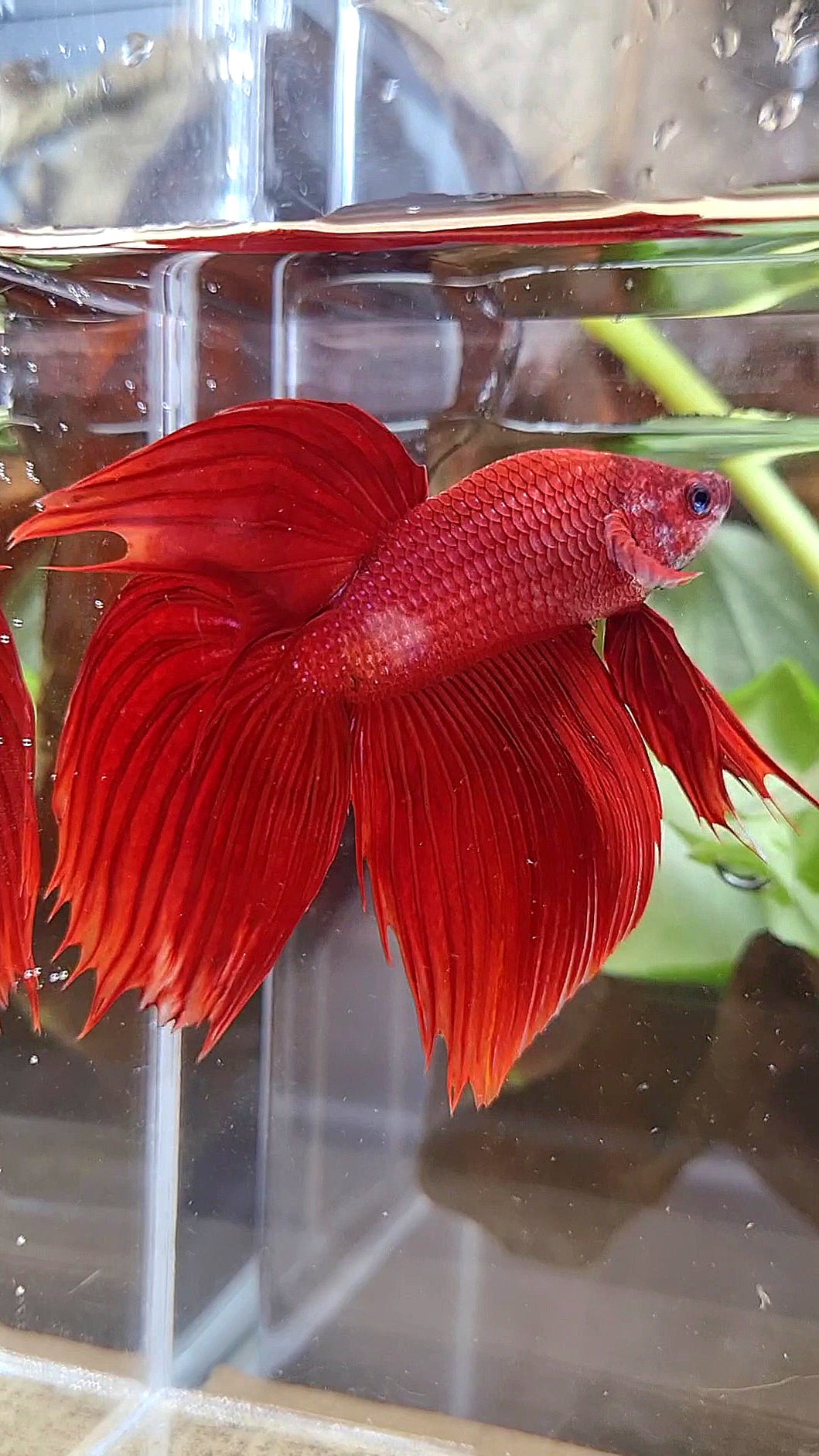 VEILTAIL CROWNTAIL SUPER RED BETTA FISH
