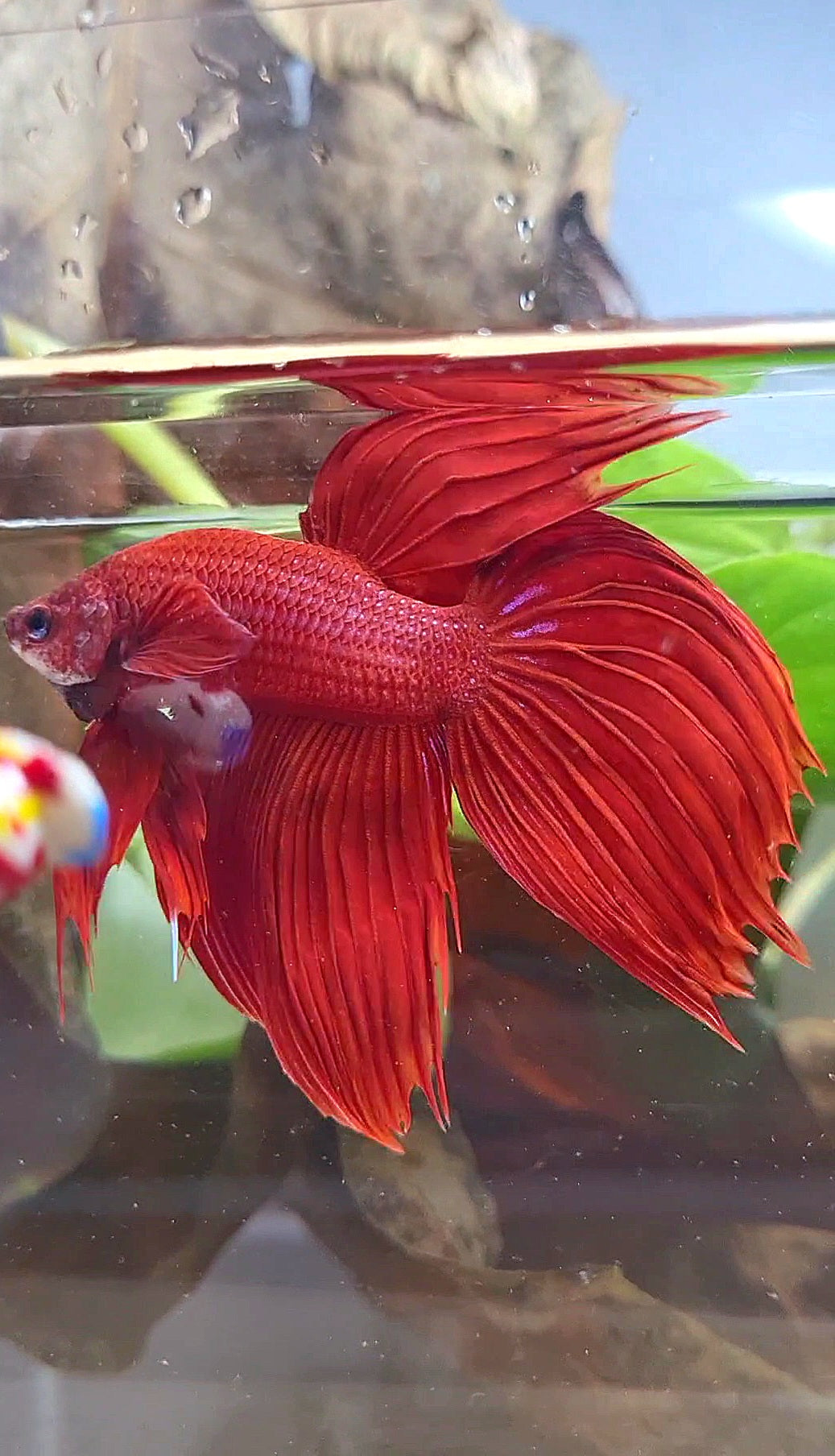 VEILTAIL CROWNTAIL SUPER RED BETTA FISH