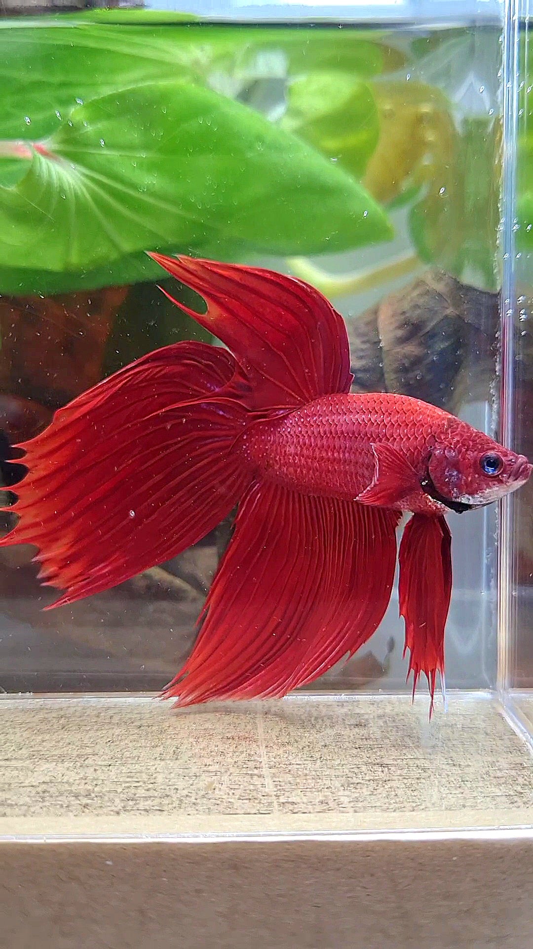 VEILTAIL CROWNTAIL SUPER RED BETTA FISH