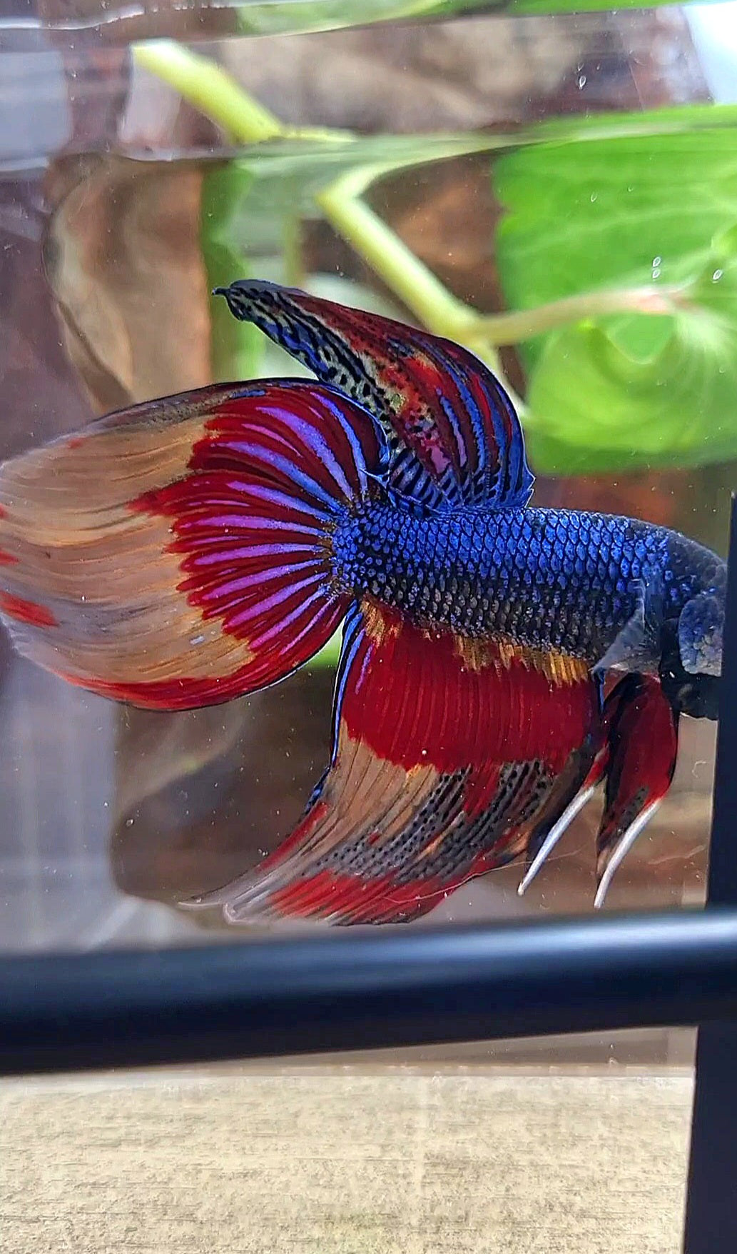 VEILTAIL OVER DARK BLUE PATTERN FIRE BETTA FISH