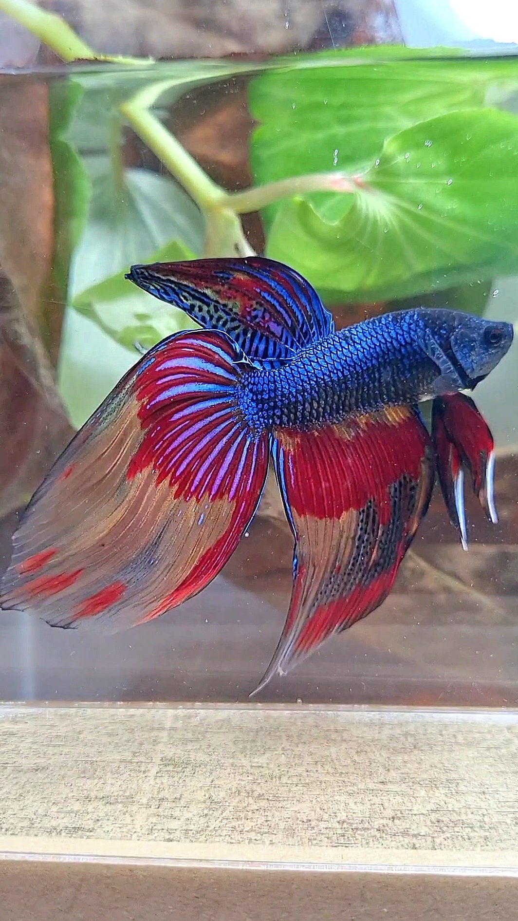 VEILTAIL OVER DARK BLUE PATTERN FIRE BETTA FISH