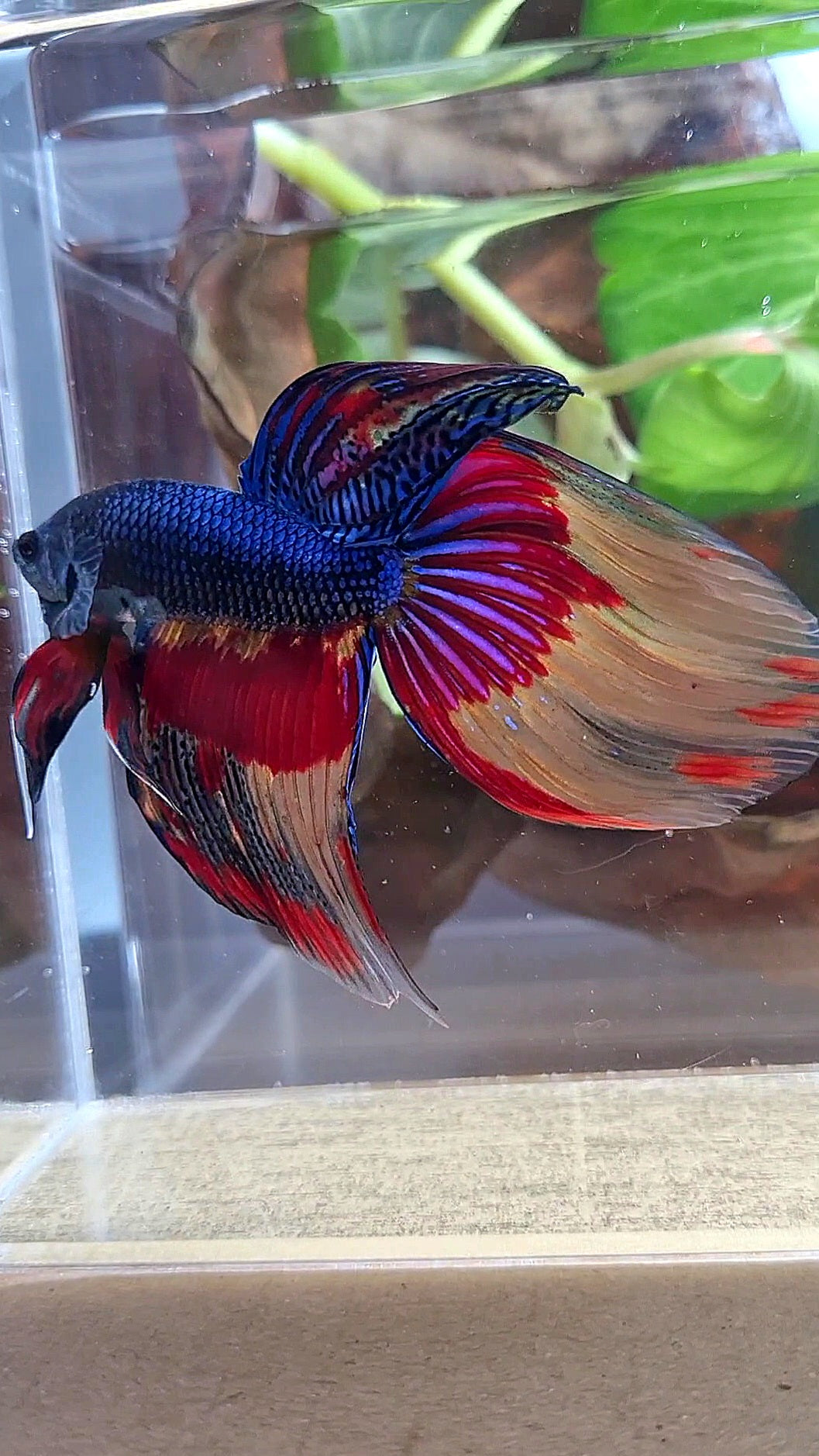 VEILTAIL OVER DARK BLUE PATTERN FIRE BETTA FISH