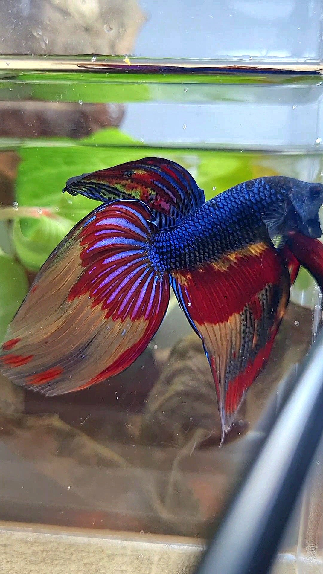 VEILTAIL OVER DARK BLUE PATTERN FIRE BETTA FISH – Rare Betta Fish Store