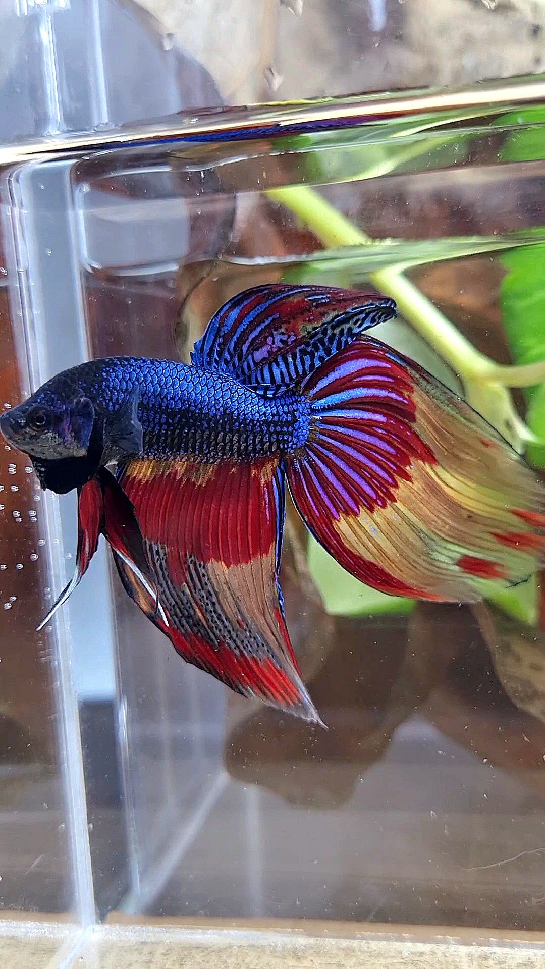 VEILTAIL OVER DARK BLUE PATTERN FIRE BETTA FISH