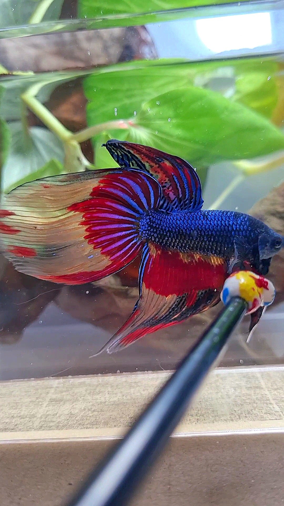VEILTAIL OVER DARK BLUE PATTERN FIRE BETTA FISH