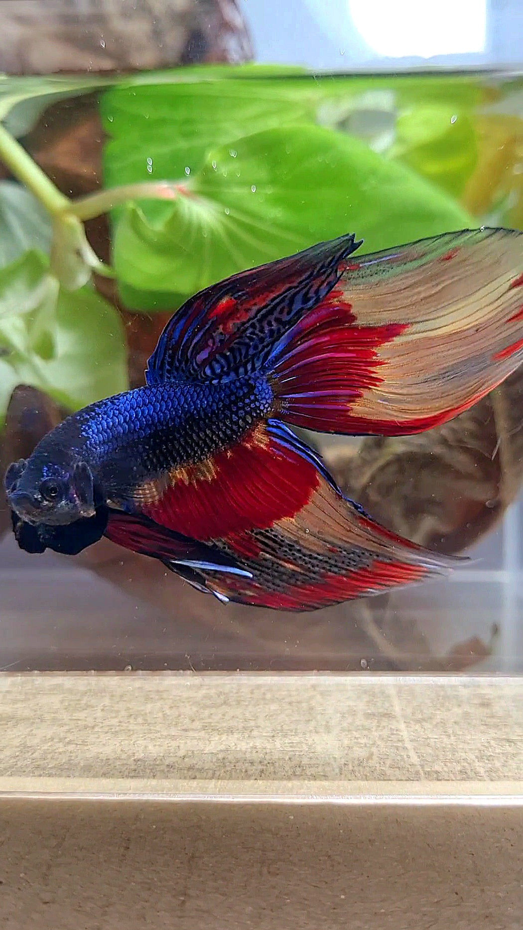 VEILTAIL OVER DARK BLUE PATTERN FIRE BETTA FISH