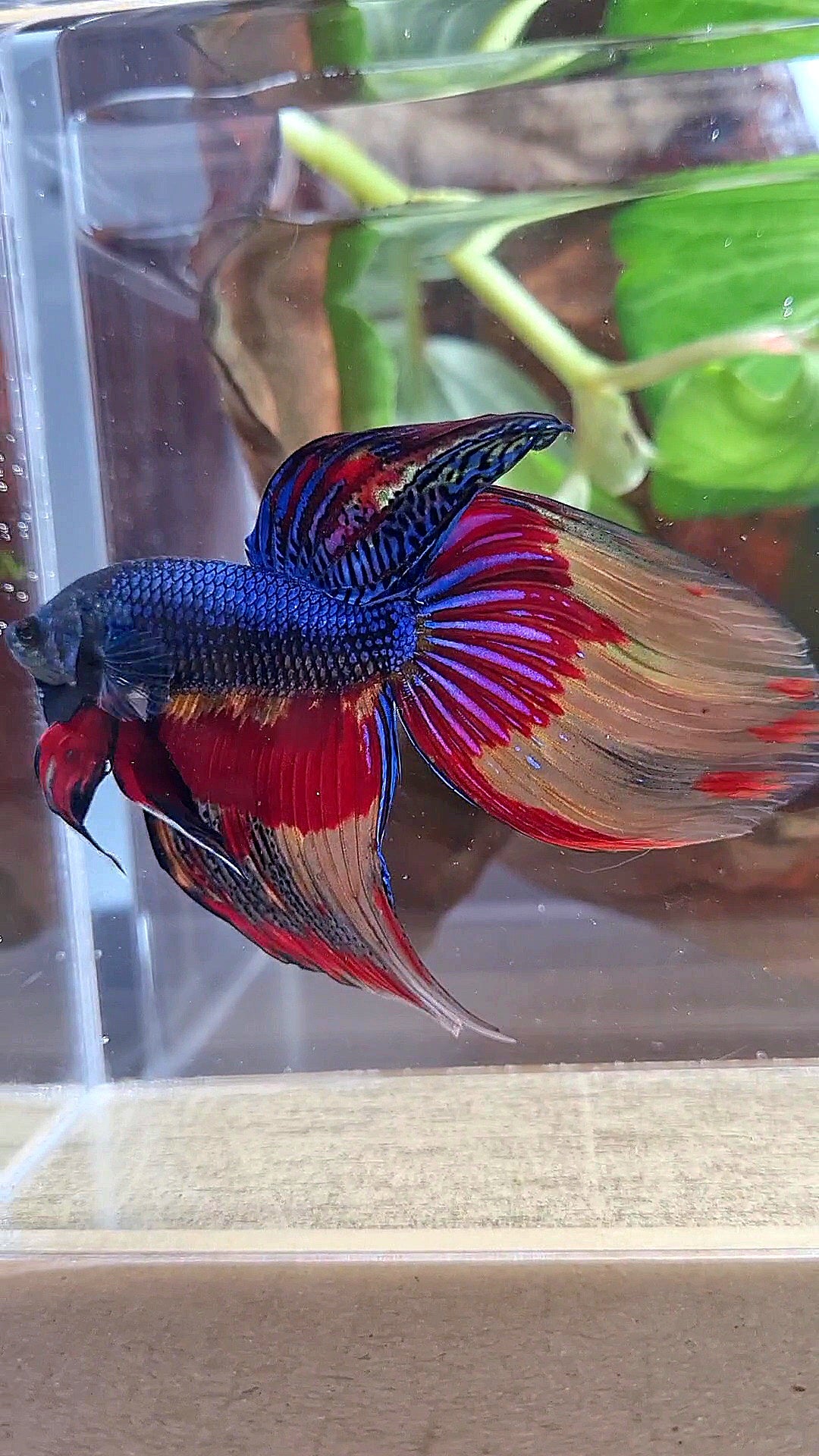 VEILTAIL OVER DARK BLUE PATTERN FIRE BETTA FISH