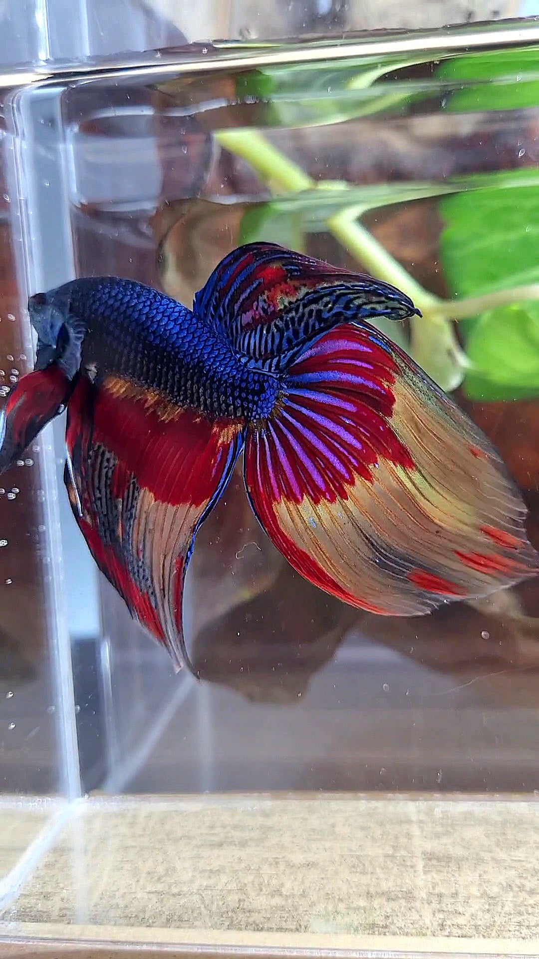 VEILTAIL OVER DARK BLUE PATTERN FIRE BETTA FISH