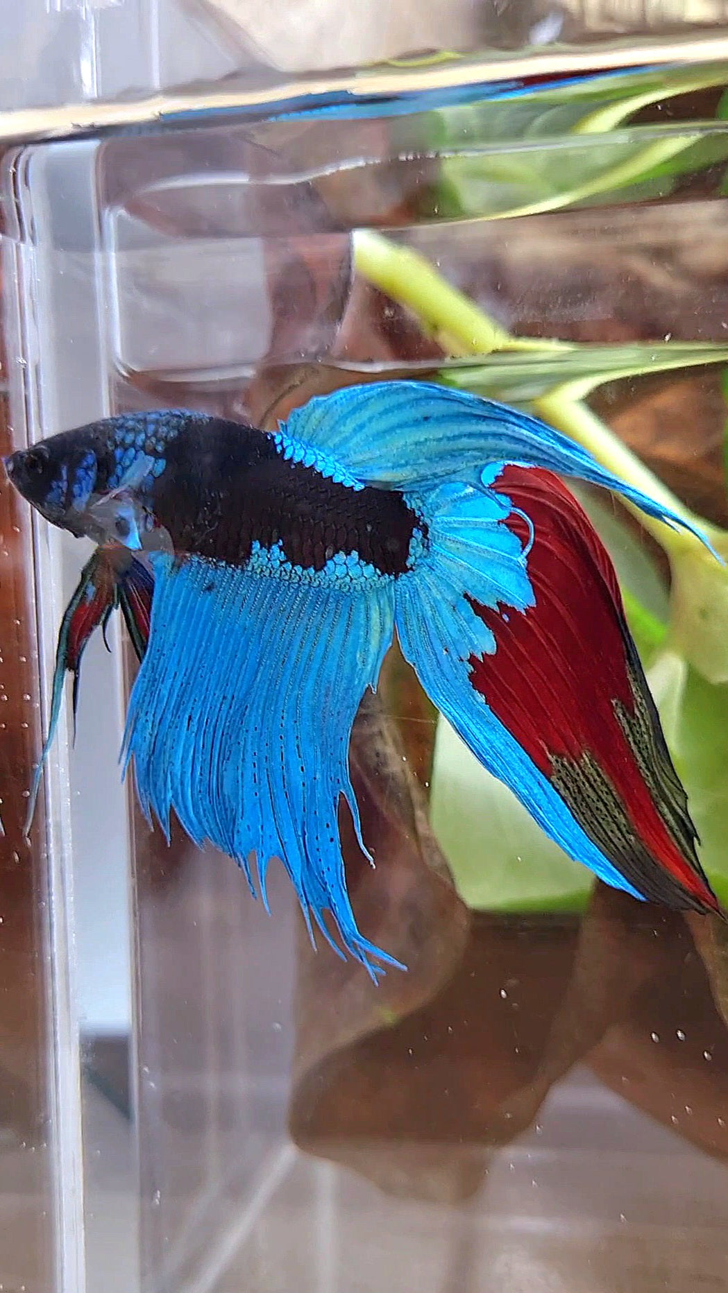 VEILTAIL EMERALD BLACK GALAXY AVATAR BETTA FISH