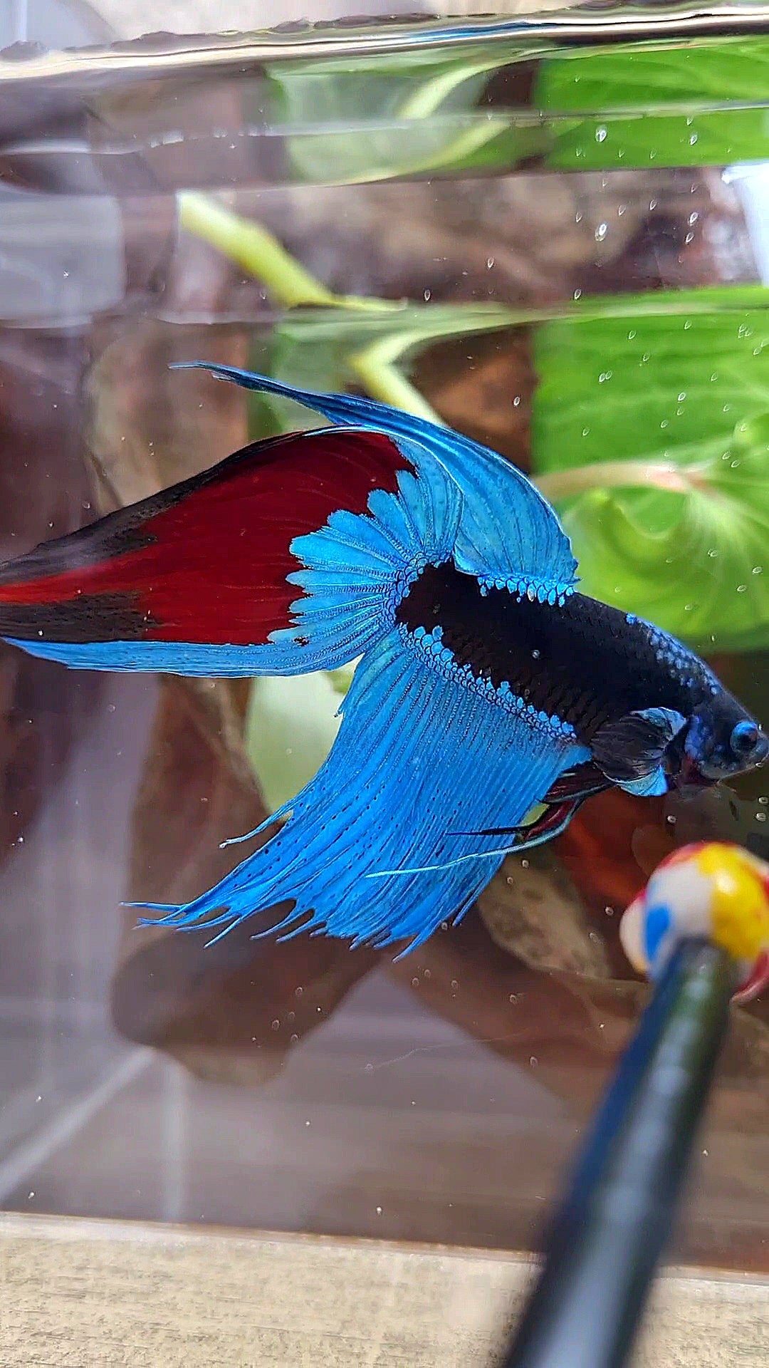 VEILTAIL EMERALD BLACK GALAXY AVATAR BETTA FISH