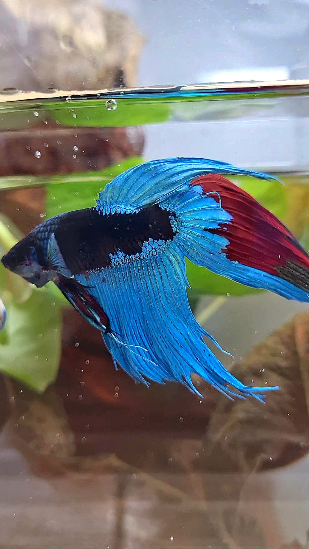 VEILTAIL EMERALD BLACK GALAXY AVATAR BETTA FISH