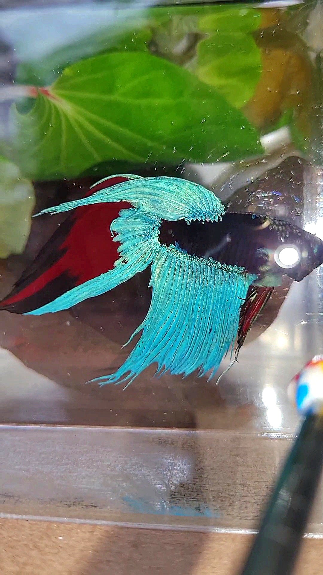 VEILTAIL EMERALD BLACK GALAXY AVATAR BETTA FISH