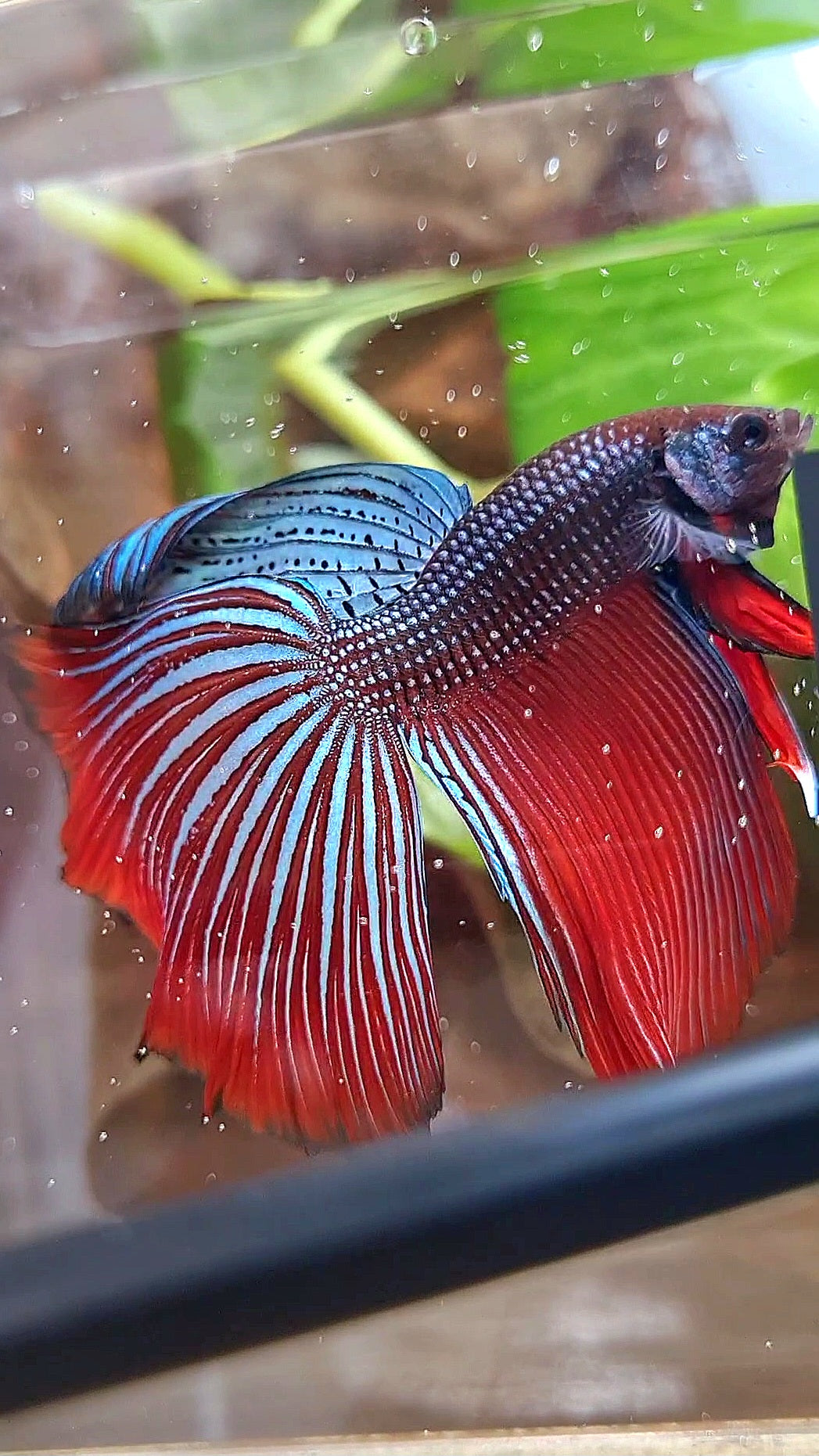 LUXURY XL HALFMOON OVERTAIL SPLENDENS HYBRID WILD BETTA FISH