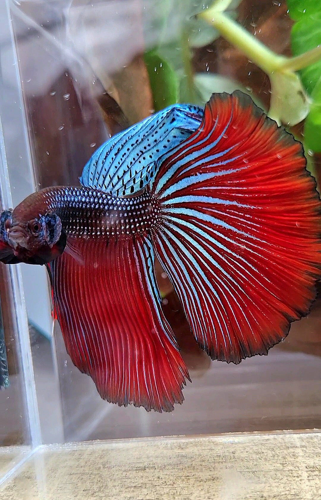 LUXURY XL HALFMOON OVERTAIL SPLENDENS HYBRID WILD BETTA FISH